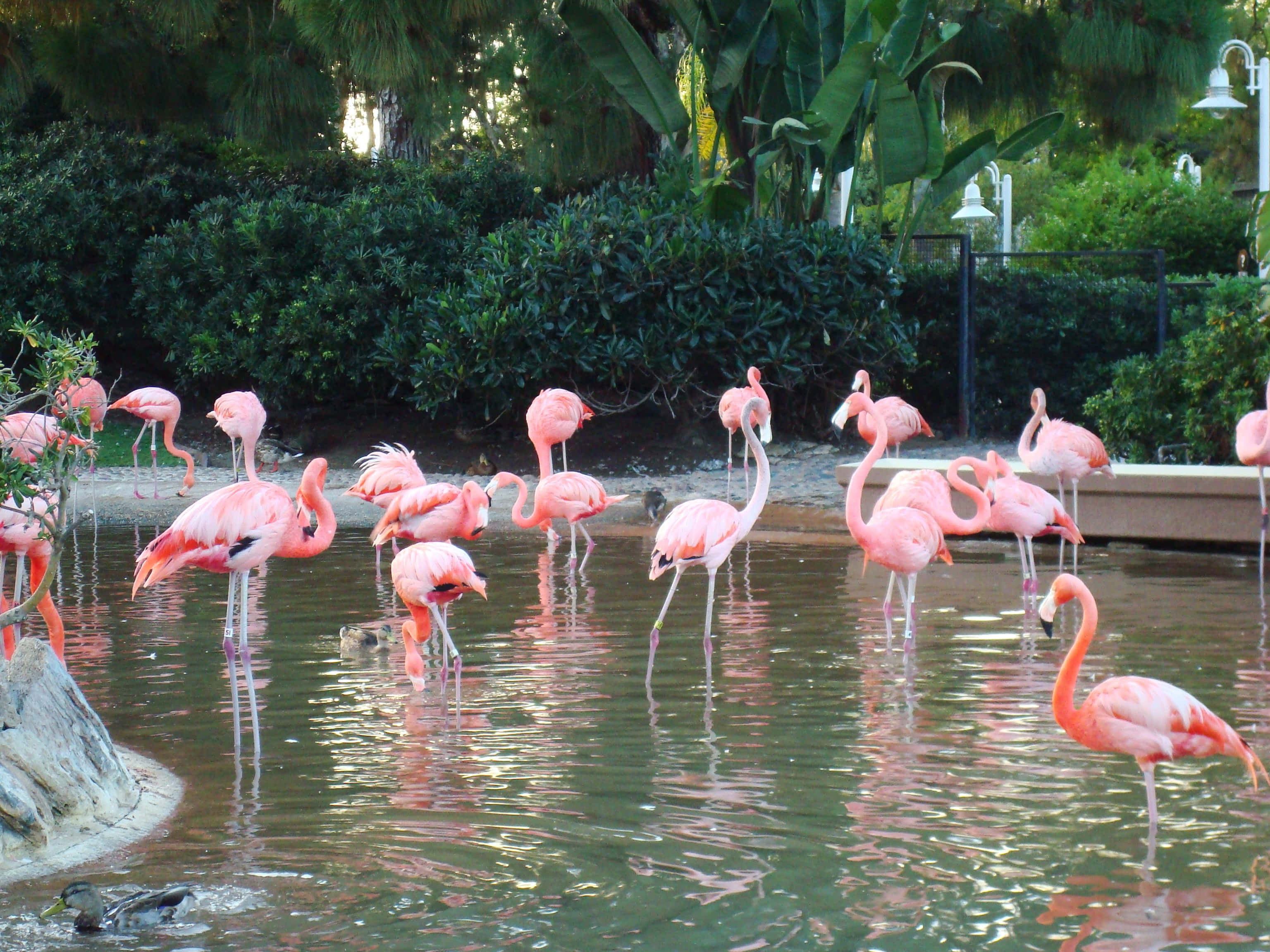 Pink Flamingos, 3072 x 2304, flock of pink flamingos, 2K Desktop Wallpaper
