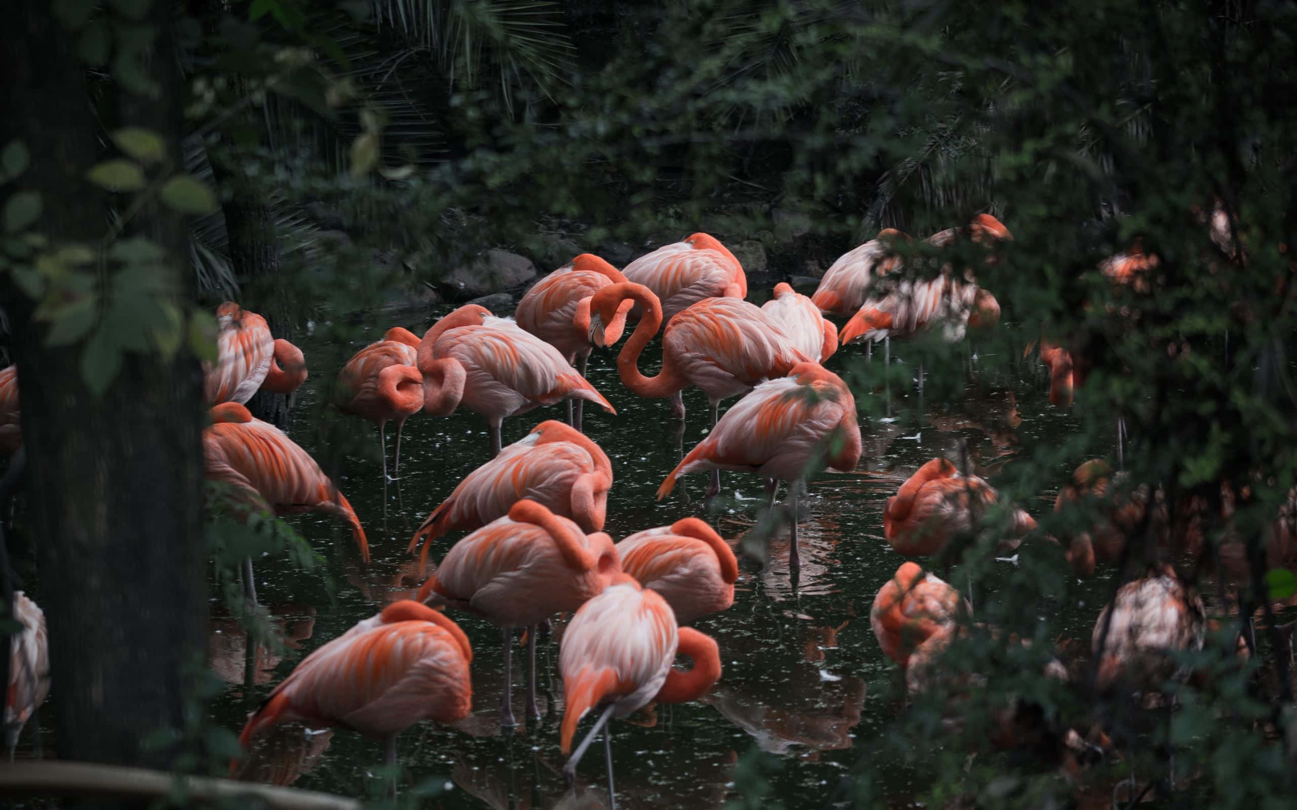 Pink Flamingos, 2560 x 1600, shallow water, 2K Desktop Wallpaper