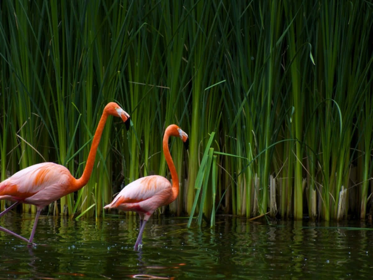 Pink Flamingos, vibrant pink, shallow water, SD Desktop Wallpaper