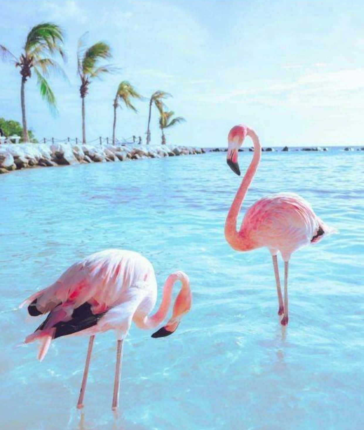 Pink Flamingos, crystal clear turquoise water, palm trees, HD Phone Wallpaper