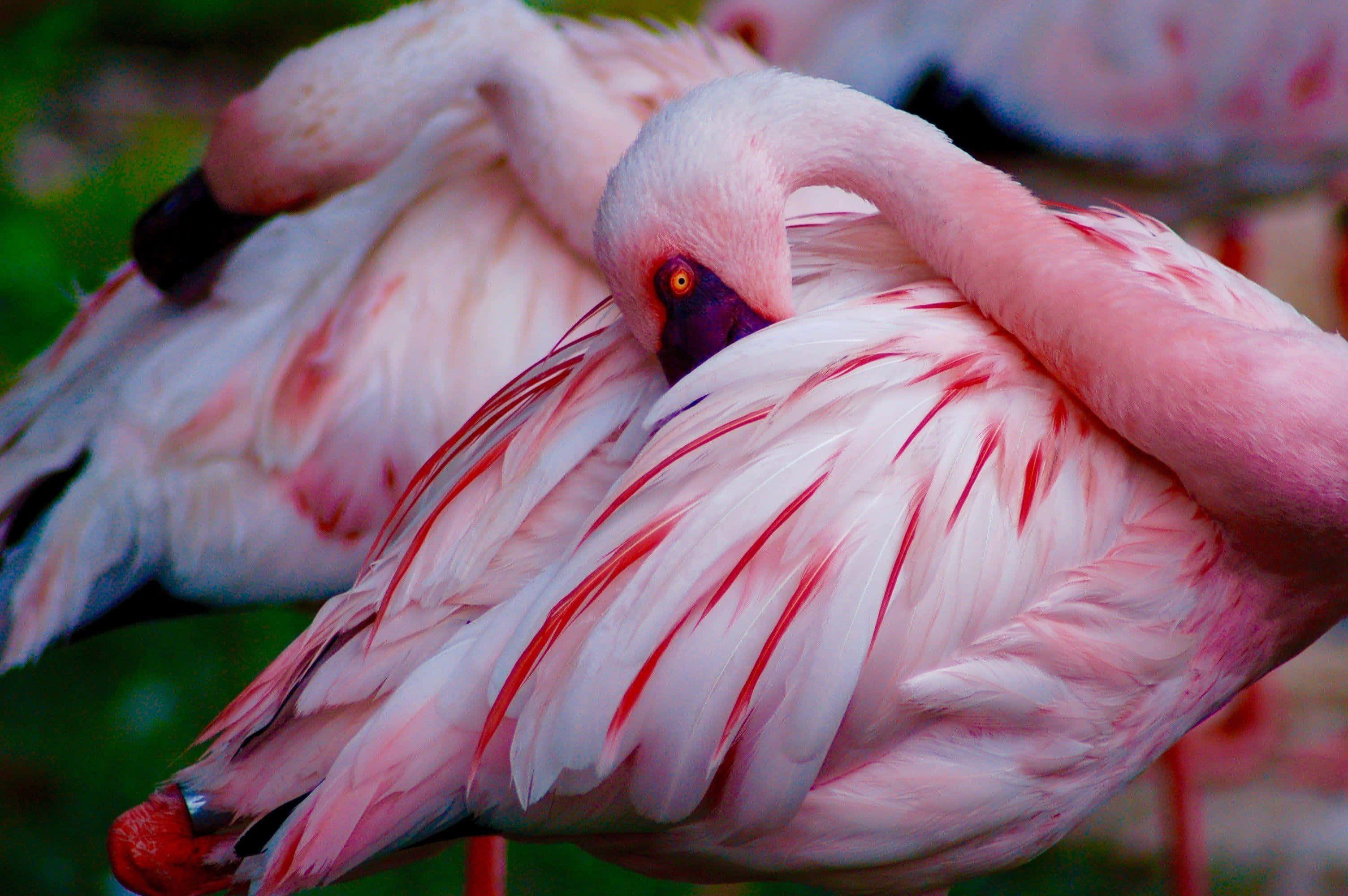 Pink Flamingos, flamingo, vivid red streaks, 2K Desktop Wallpaper