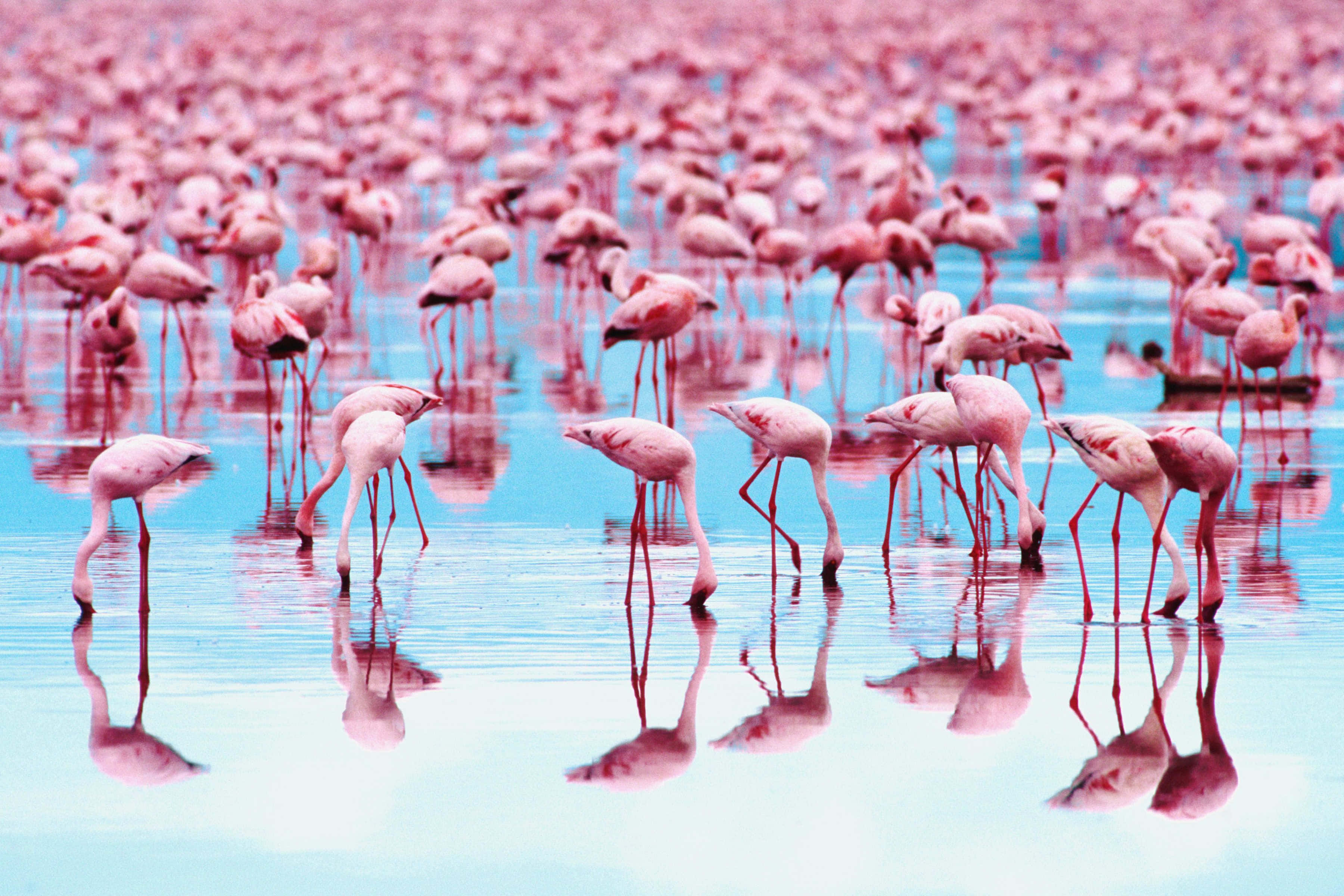 pink flamingos, shallow blue water, mirrored reflections, 2K Desktop Wallpaper