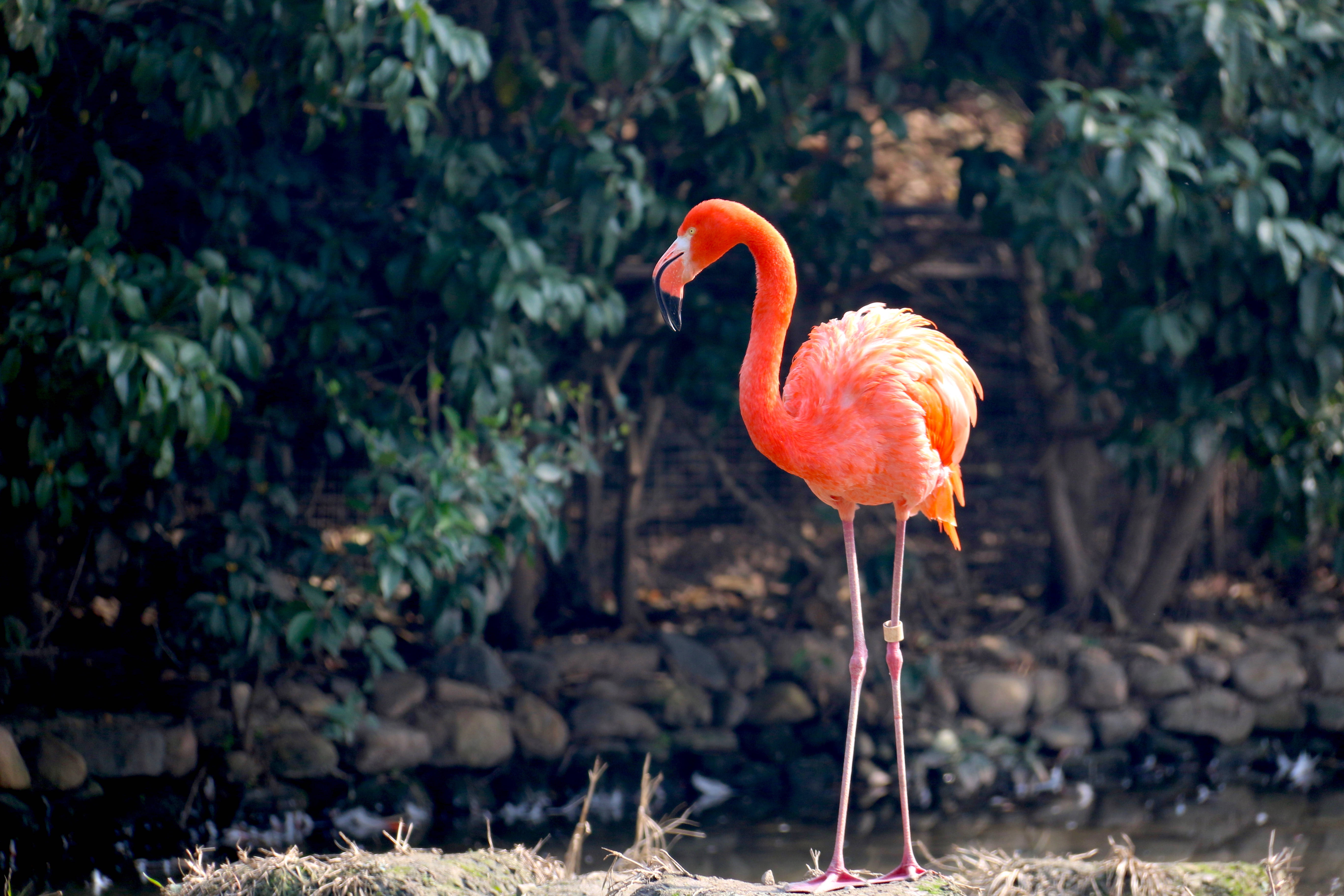 flamingo, lake shore, vibrant pink, 5K Desktop Wallpaper