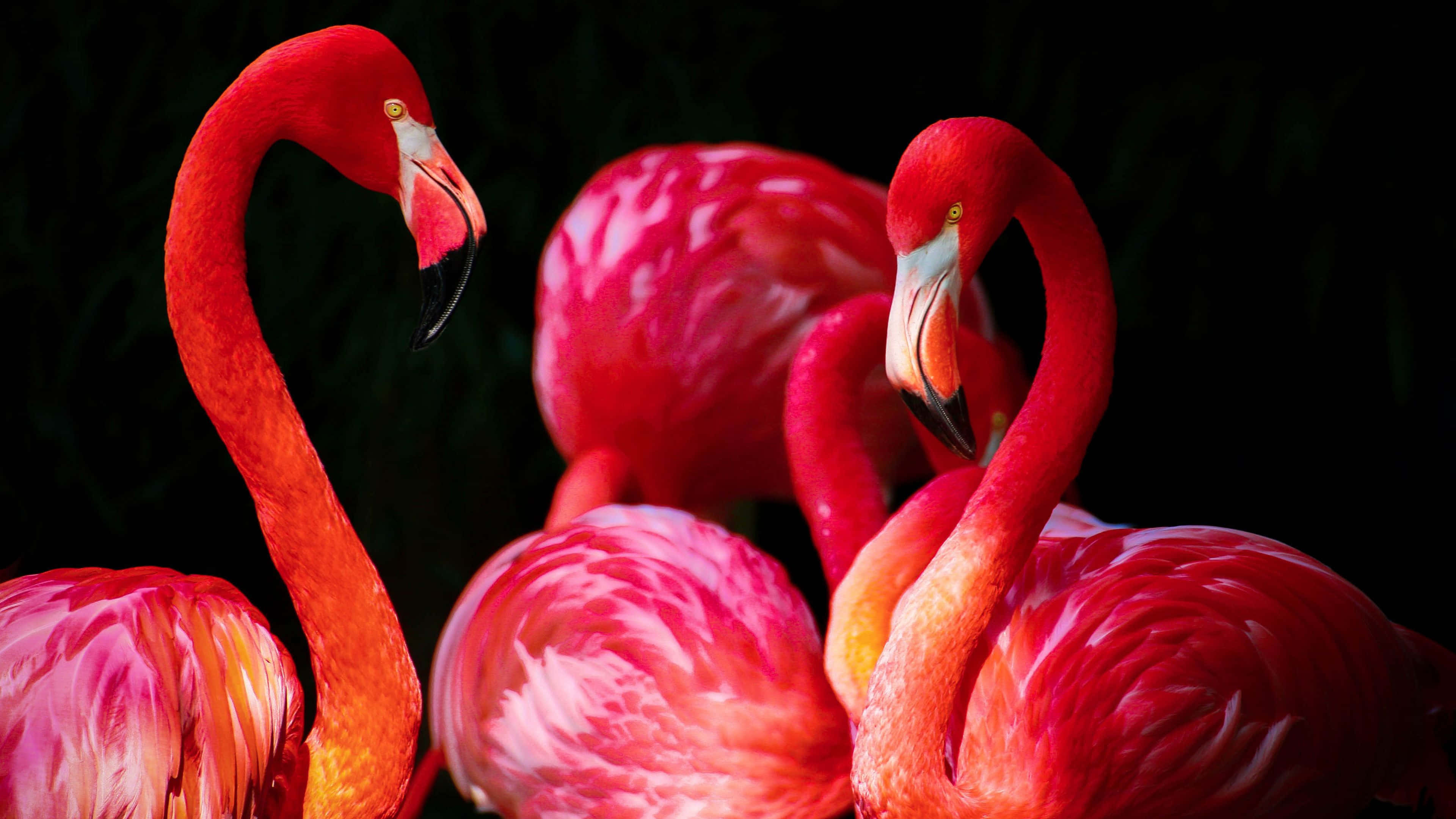 Pink Flamingos, 3840 x 2160, vibrant pink flamingos, 4K Desktop Wallpaper
