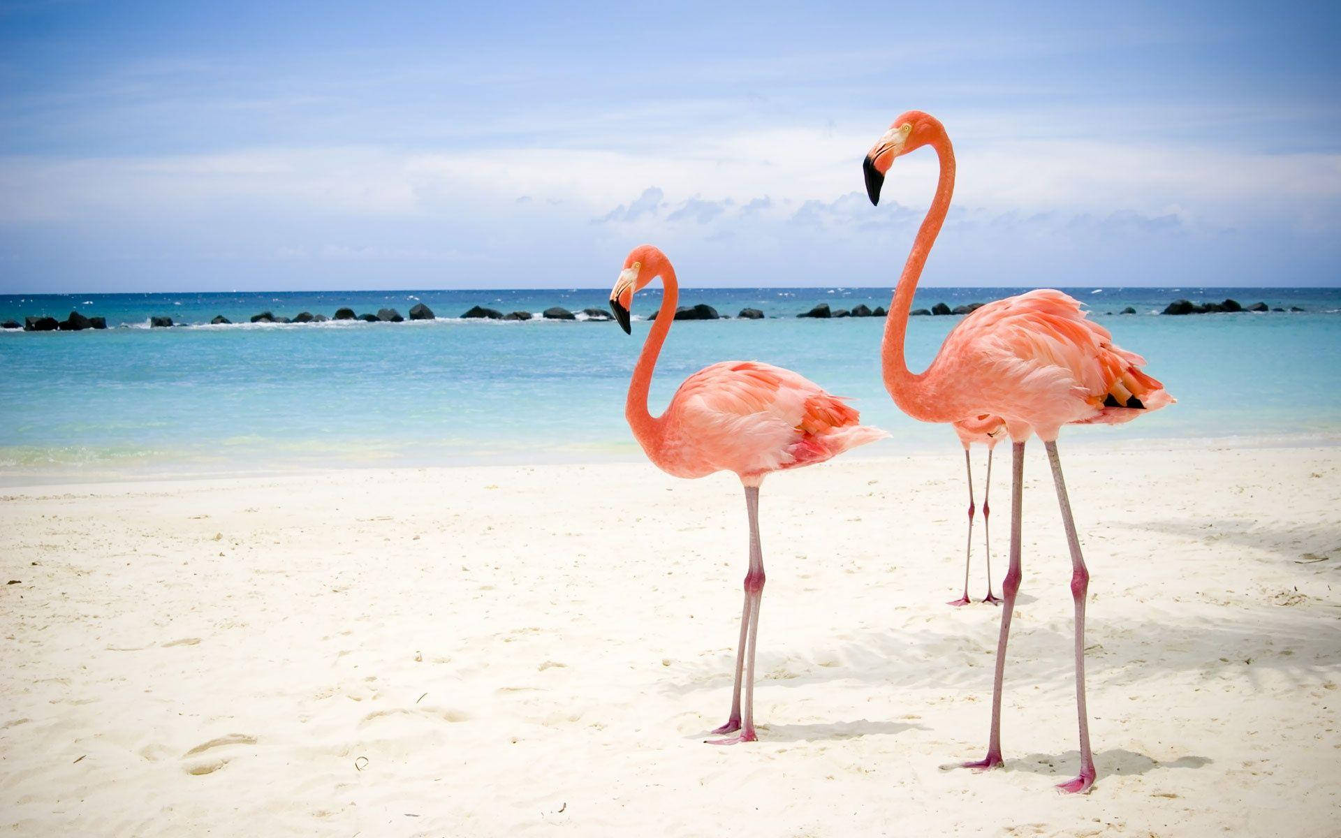 pink flamingos, white sandy beach, turquoise ocean waters, Full HD Desktop Wallpaper