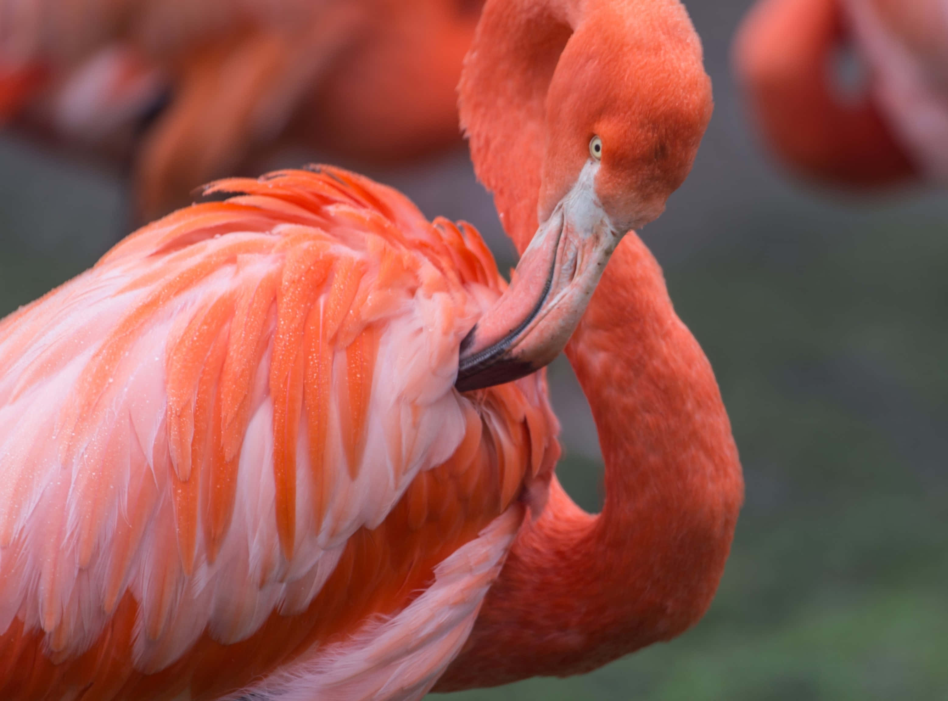 vibrant pink flamingo, curved beak, soft blurred background, 2K Desktop Wallpaper