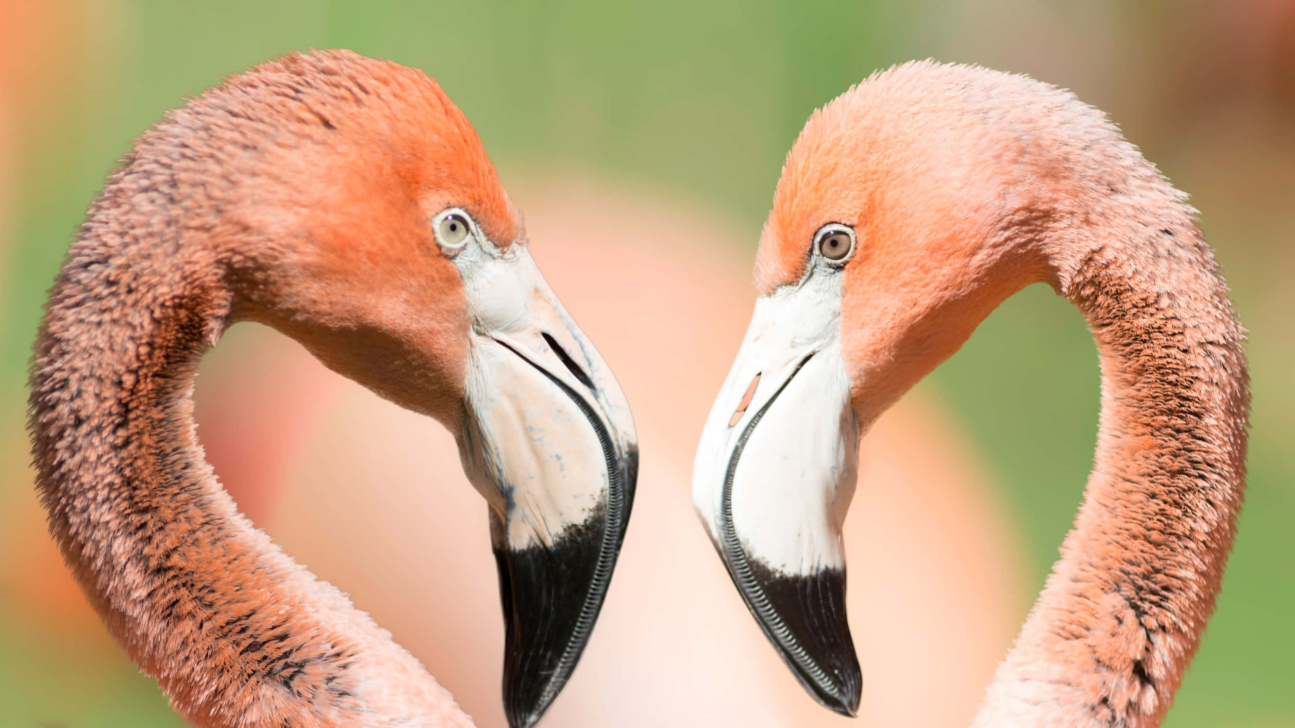 Pink Flamingos, Sunset, heart shape, 2K Desktop Wallpaper