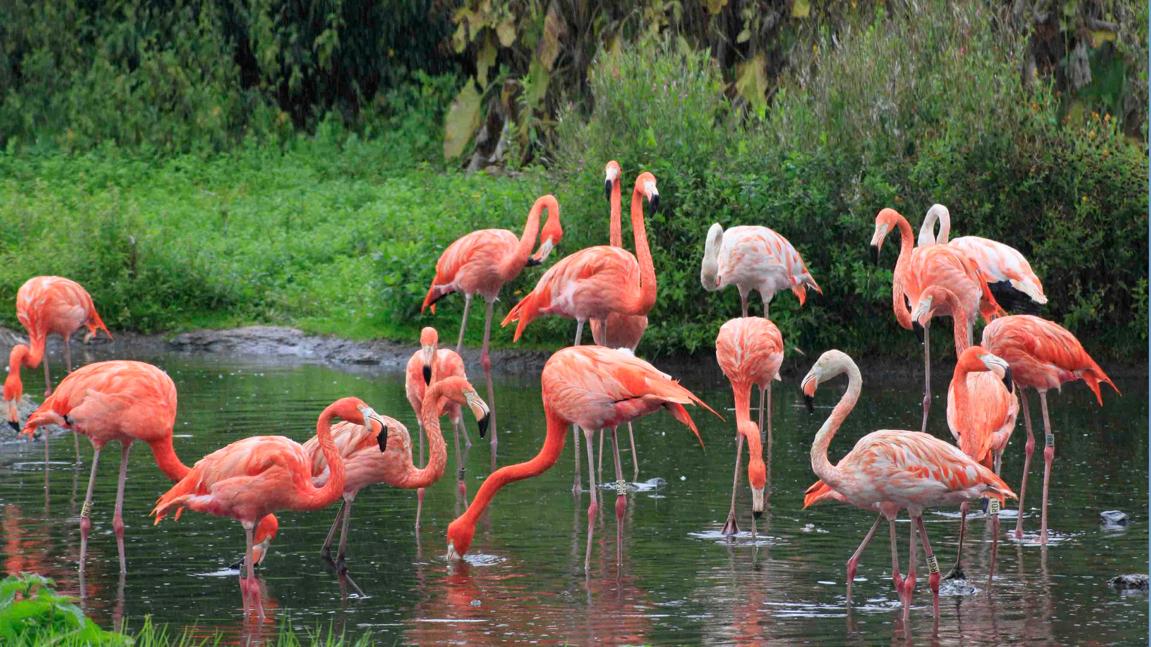 Pink Flamingos, flock of pink flamingos, shallow water, 4K Desktop Wallpaper