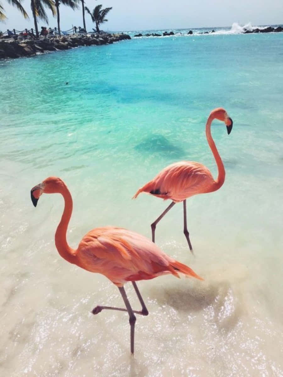 Pink Flamingos, crystal clear turquoise water, rocky shore, SD Phone Wallpaper