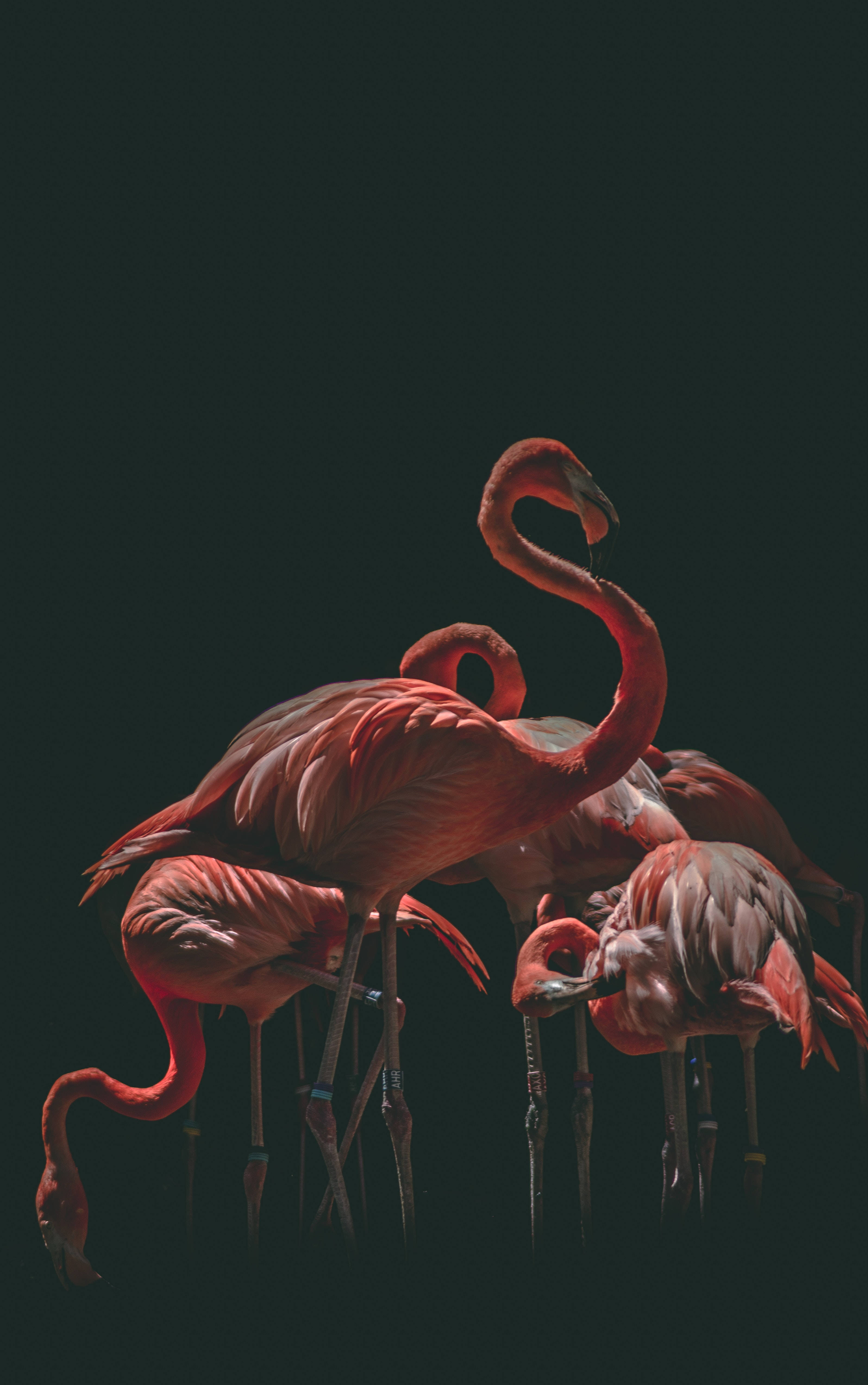 Black Background, flamboyance flamingo, pink flamingos, 4K Phone Wallpaper