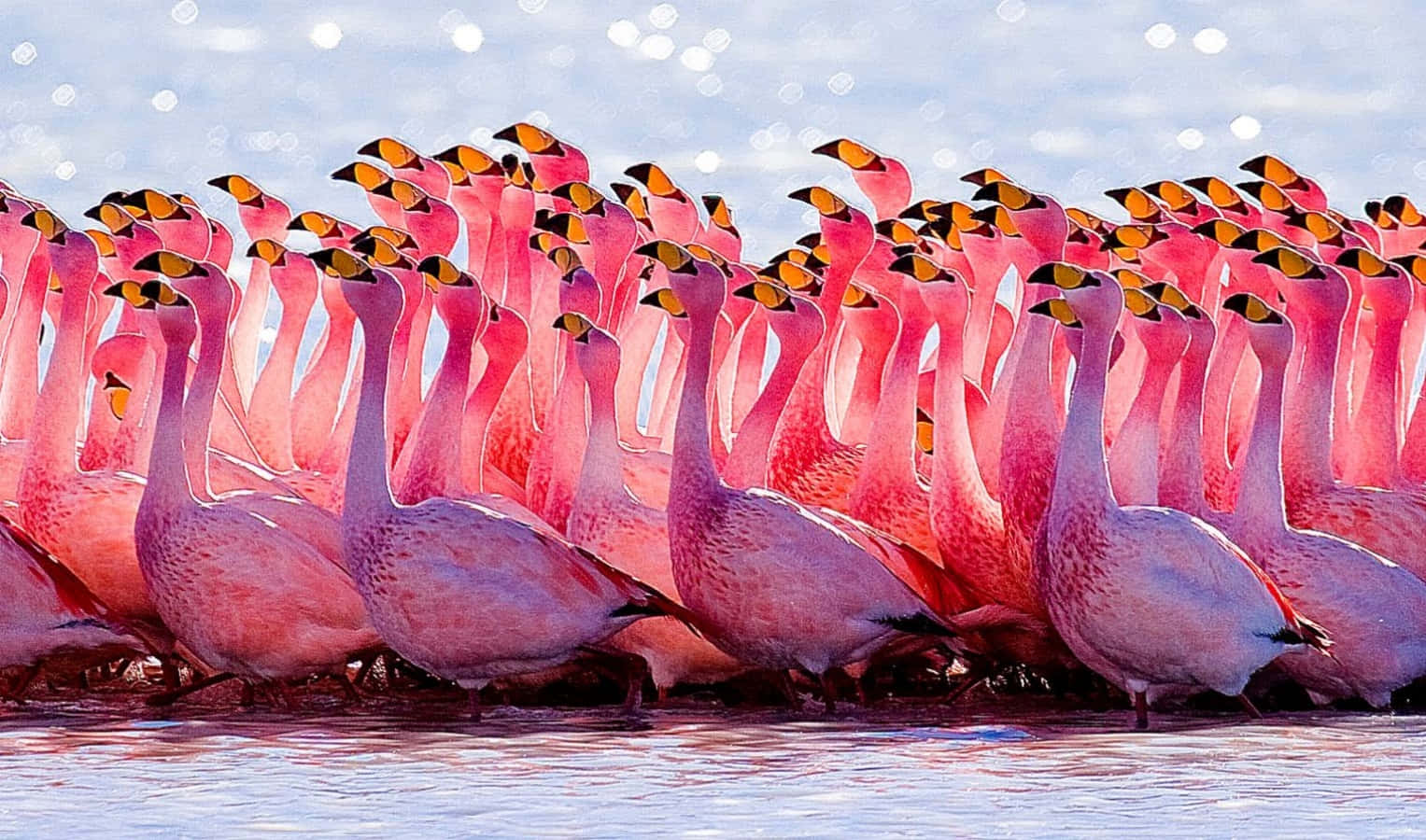 Pink Flamingos, shallow water, bright sky, HD Desktop Wallpaper