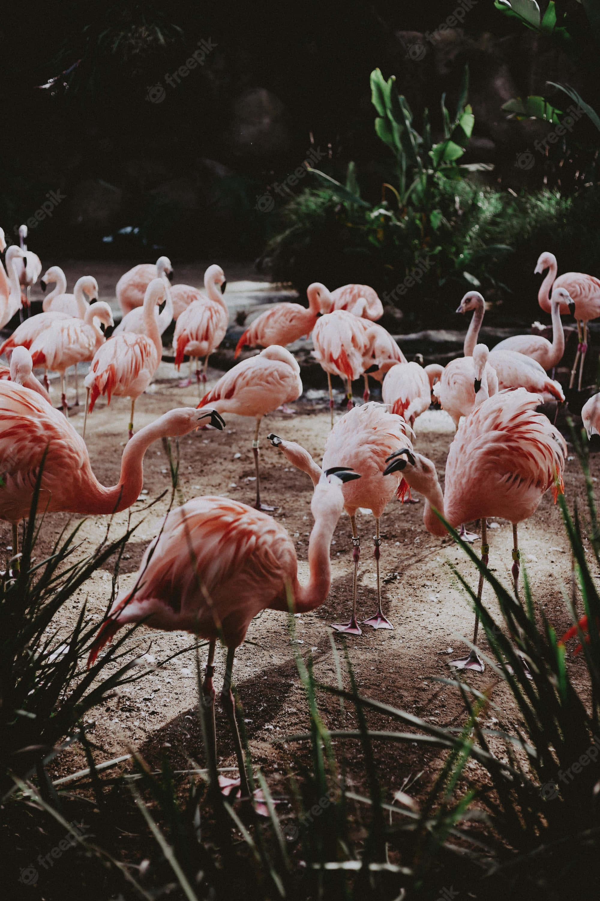 pink flamingos, shallow water, lush green foliage, 2K Phone Wallpaper