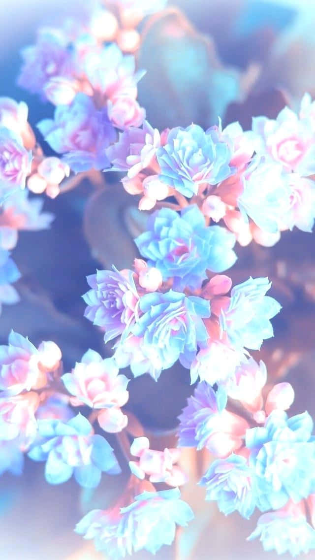 Pink Purple Floral Design, soft pastel blue, pink succulent flowers, SD Phone Wallpaper