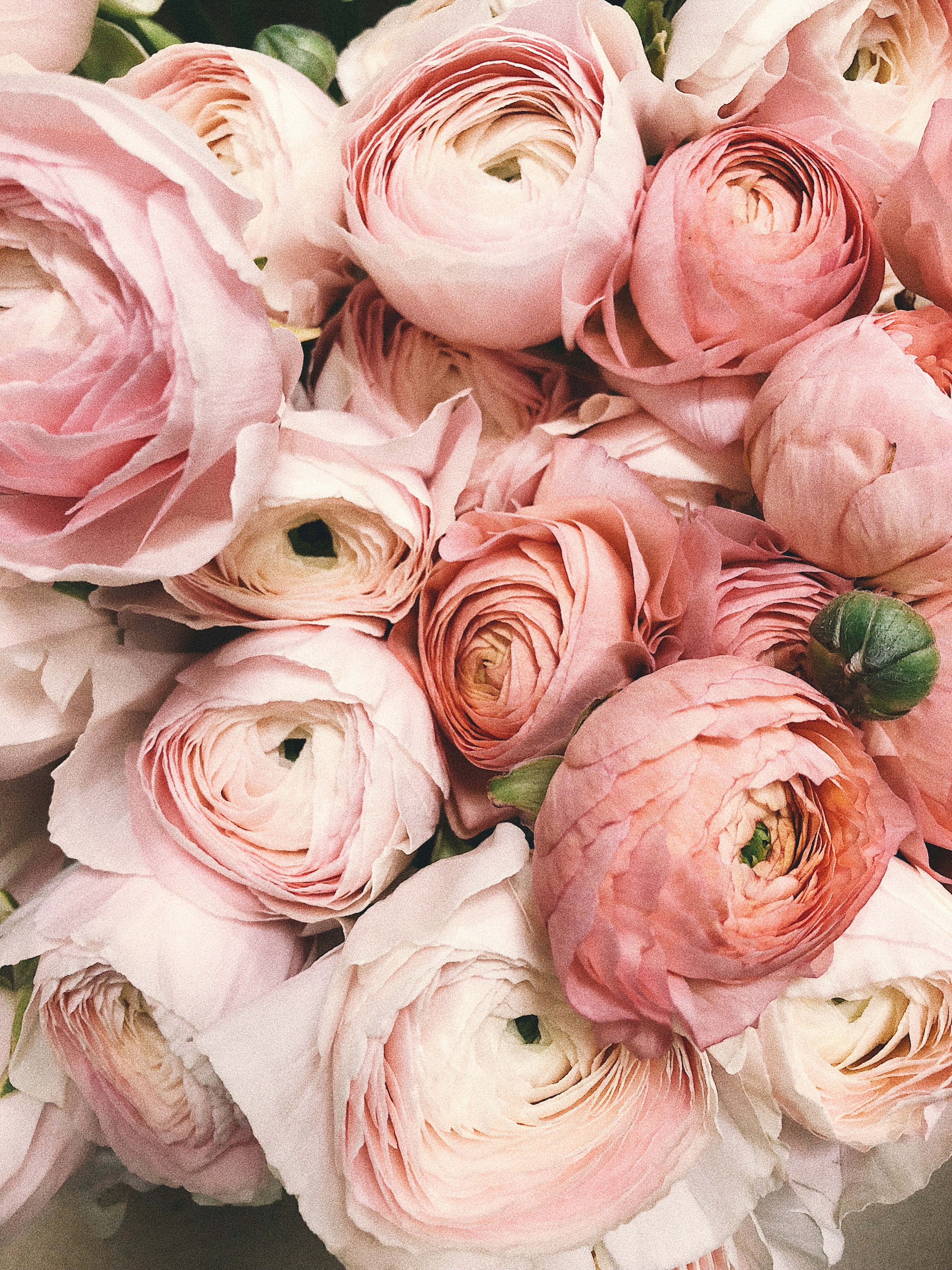 pink floral, soft pink ranunculus, peach ranunculus, 4K Phone Wallpaper