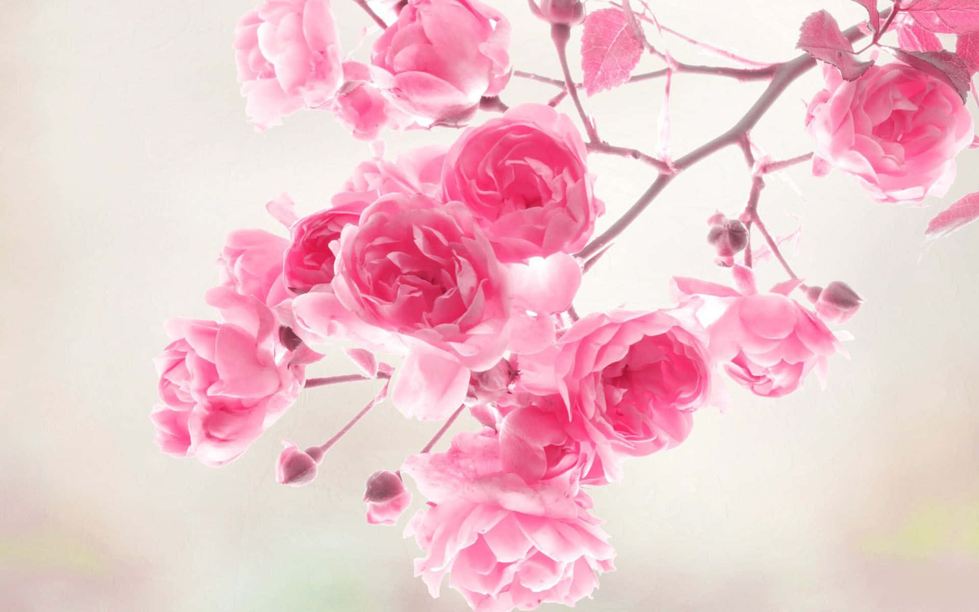 pink roses, soft pink blossoms, hazy pastel background, Full HD Desktop Wallpaper