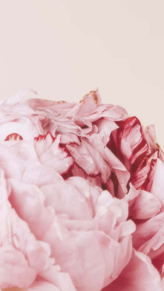 Pink Floral, peony bloom, soft pink, SD Phone Wallpaper
