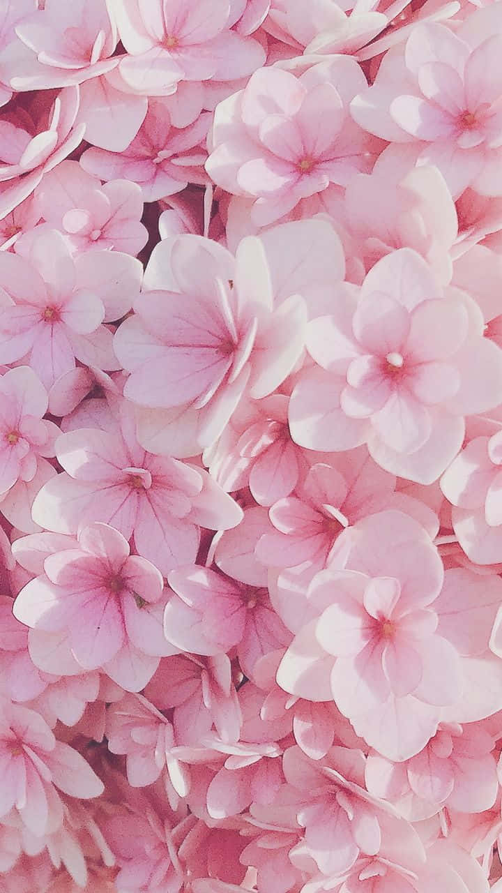 pink hydrangea, soft pink, white backdrop, HD Phone Wallpaper
