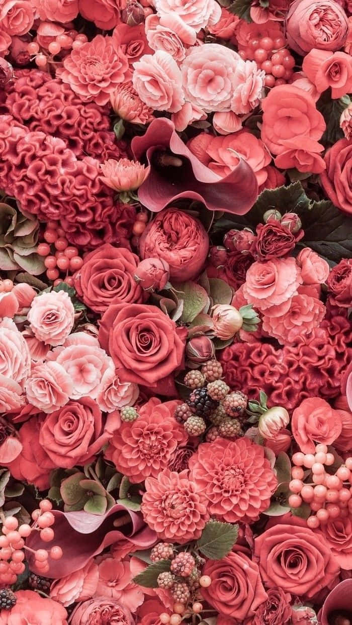 pink roses, dahlias, berries, SD Phone Wallpaper