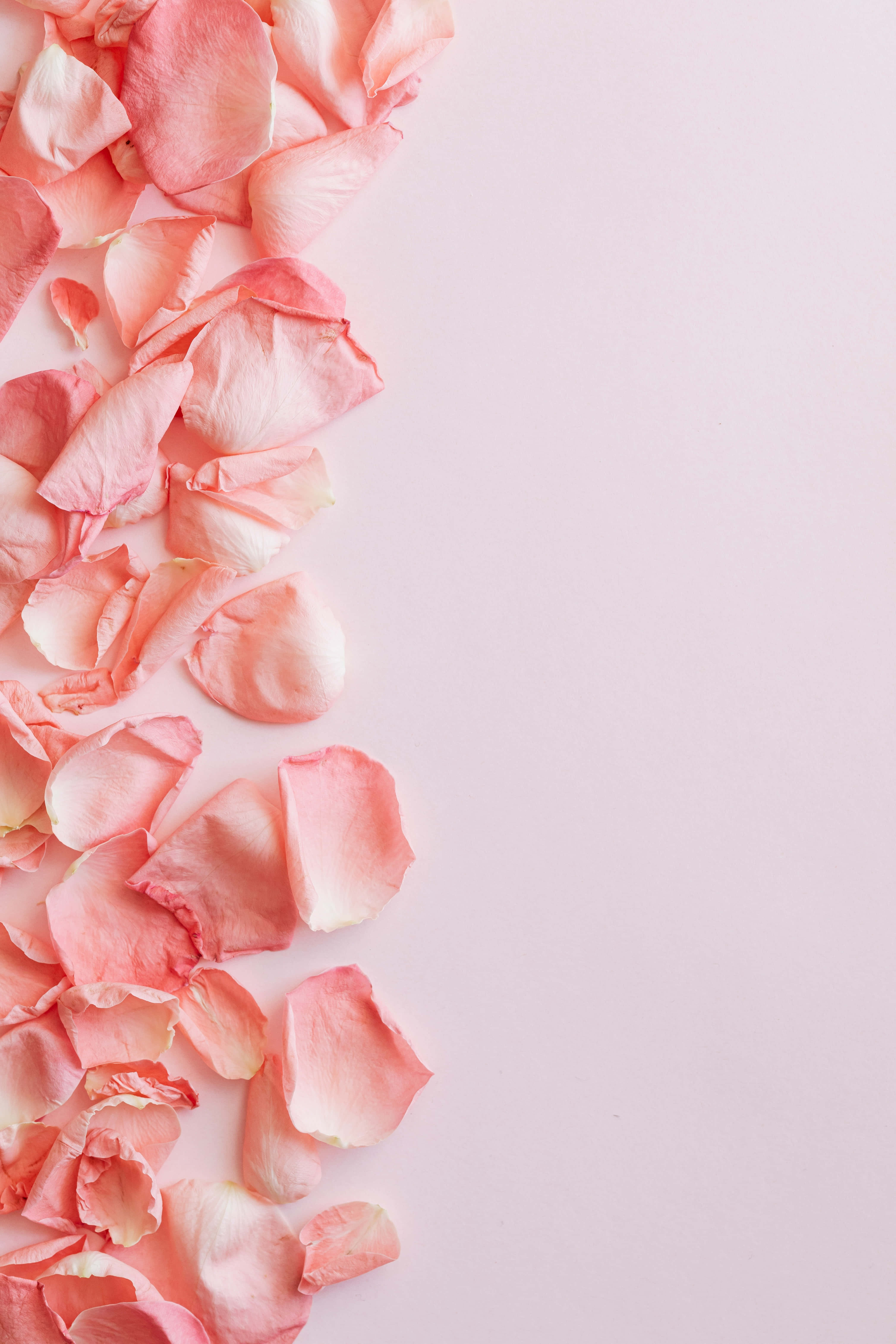 pink rose petals, peach rose petals, pale pink background, 5K Phone Wallpaper