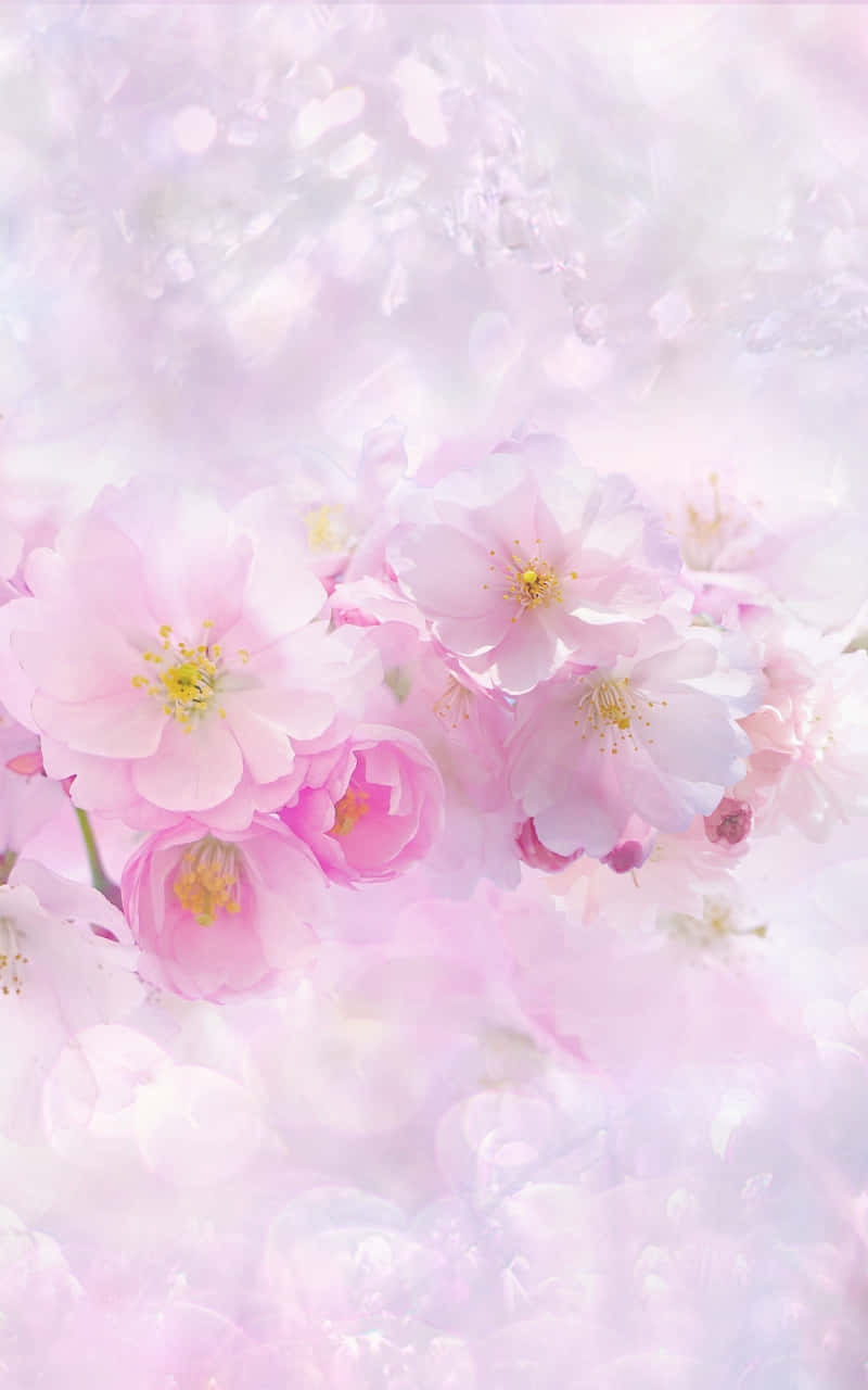 soft pink cherry blossoms, dreamy pastel background, blurred petals, HD Phone Wallpaper