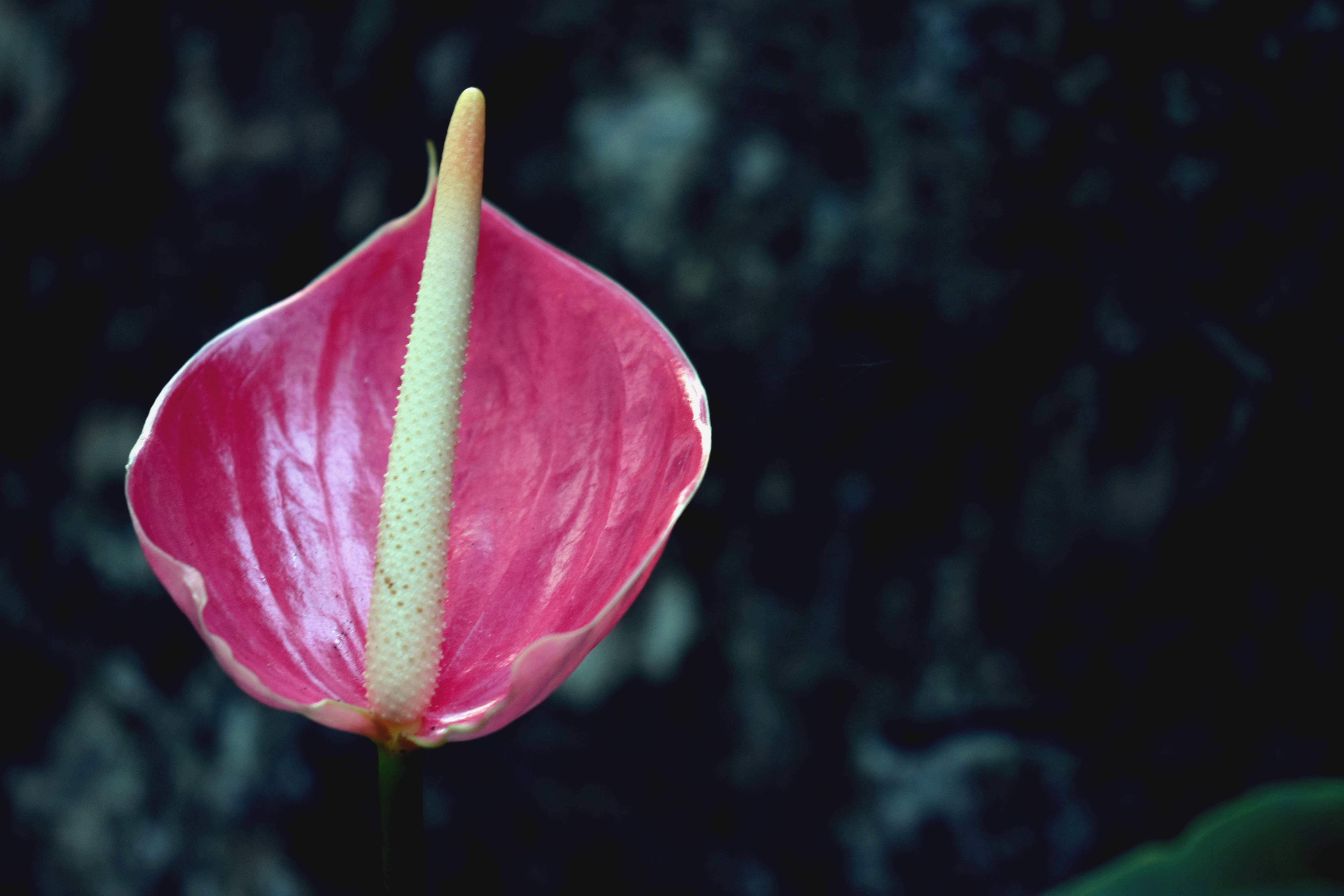 pink anthurium flower, vibrant pink, pale green spadix, 5K Desktop Wallpaper