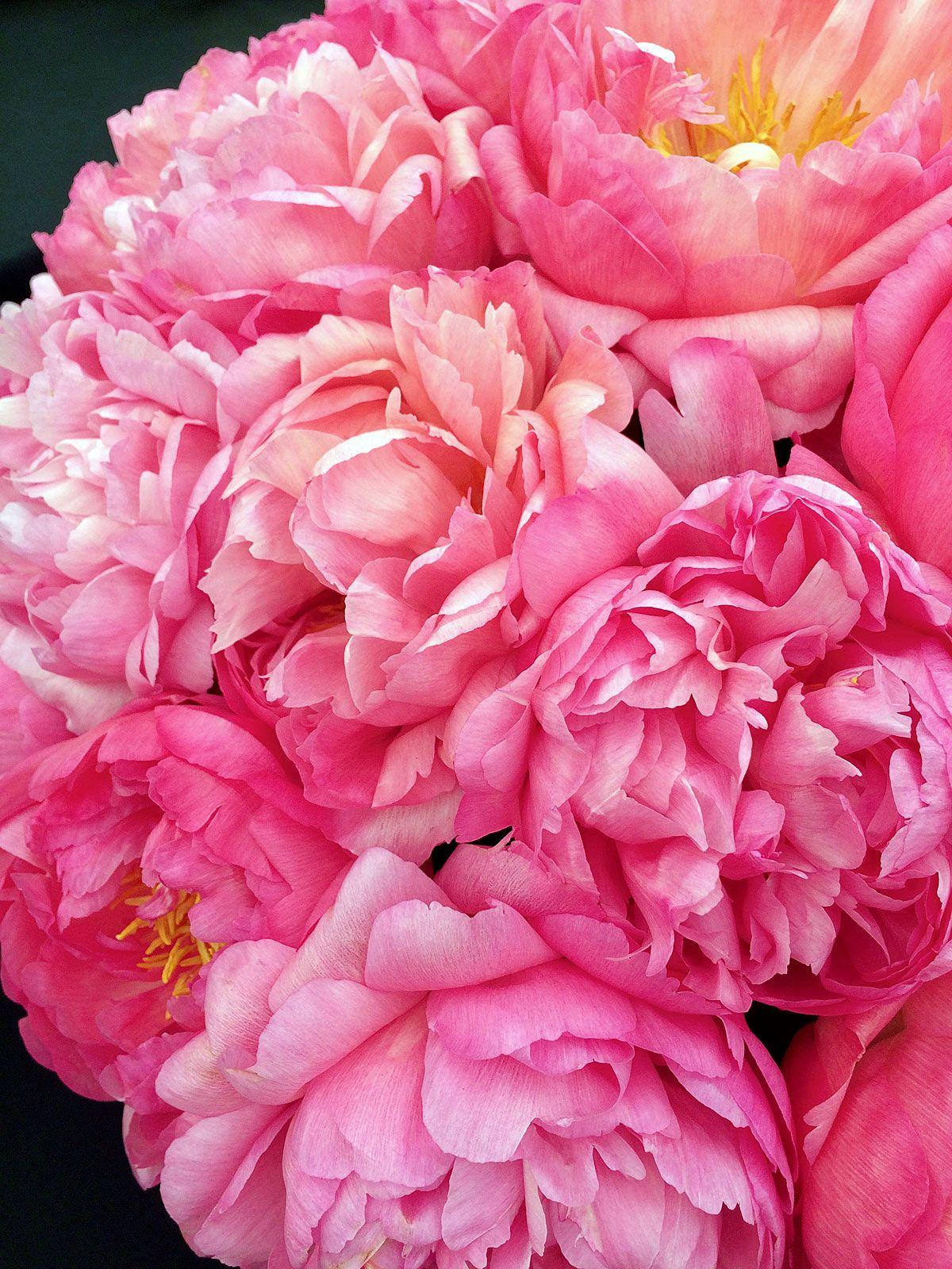 vibrant pink peonies, delicate layered petals, yellow stamens, HD Phone Wallpaper