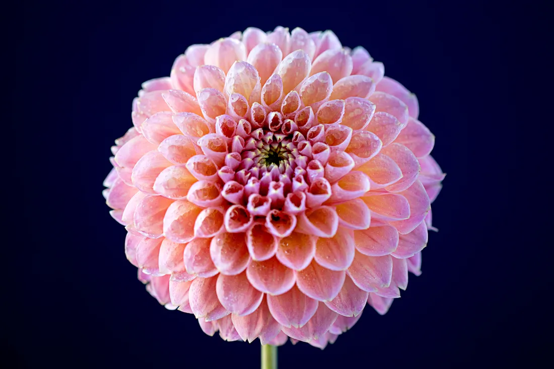 Pink Flower