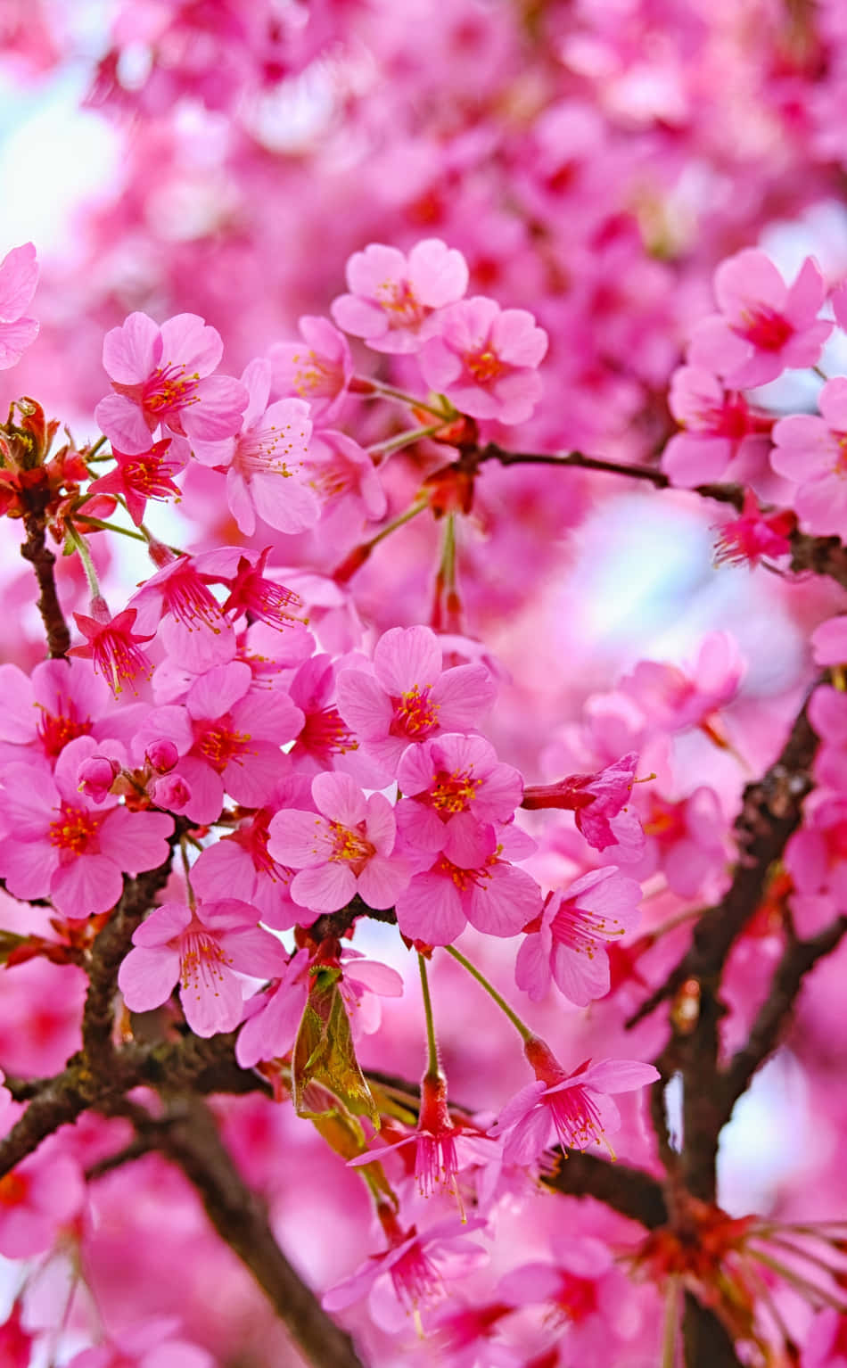 pink cherry blossom, dark branches, soft blurred sky, HD Phone Wallpaper
