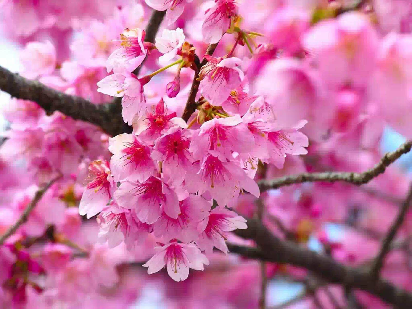 pink flower, cherry blossom tree, delicate pink cherry blossoms, HD Desktop Wallpaper