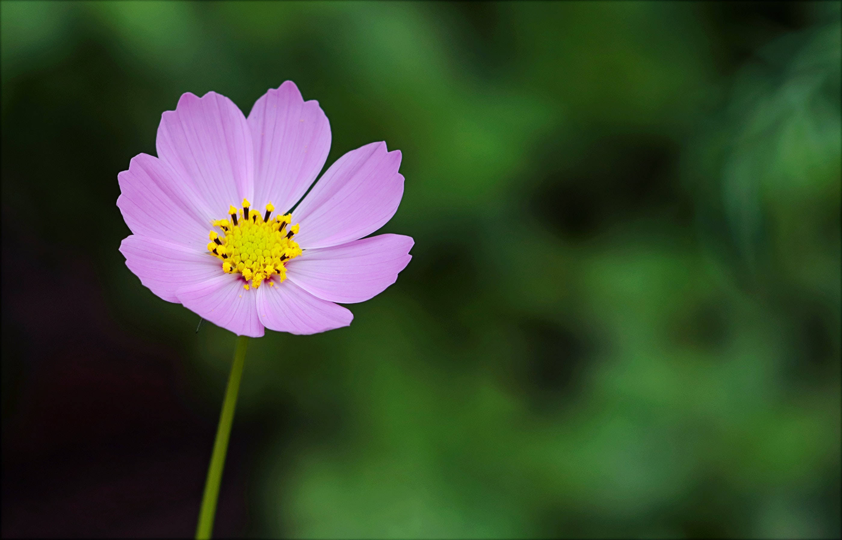 cosmos flower, pink, yellow center, 2K Desktop Wallpaper