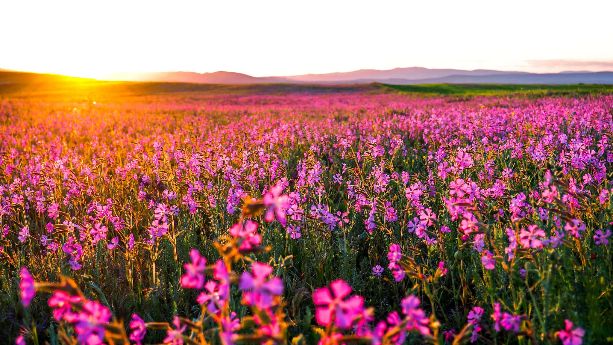 golden sunset, vast field, vibrant pink wildflowers, Full HD Desktop Wallpaper
