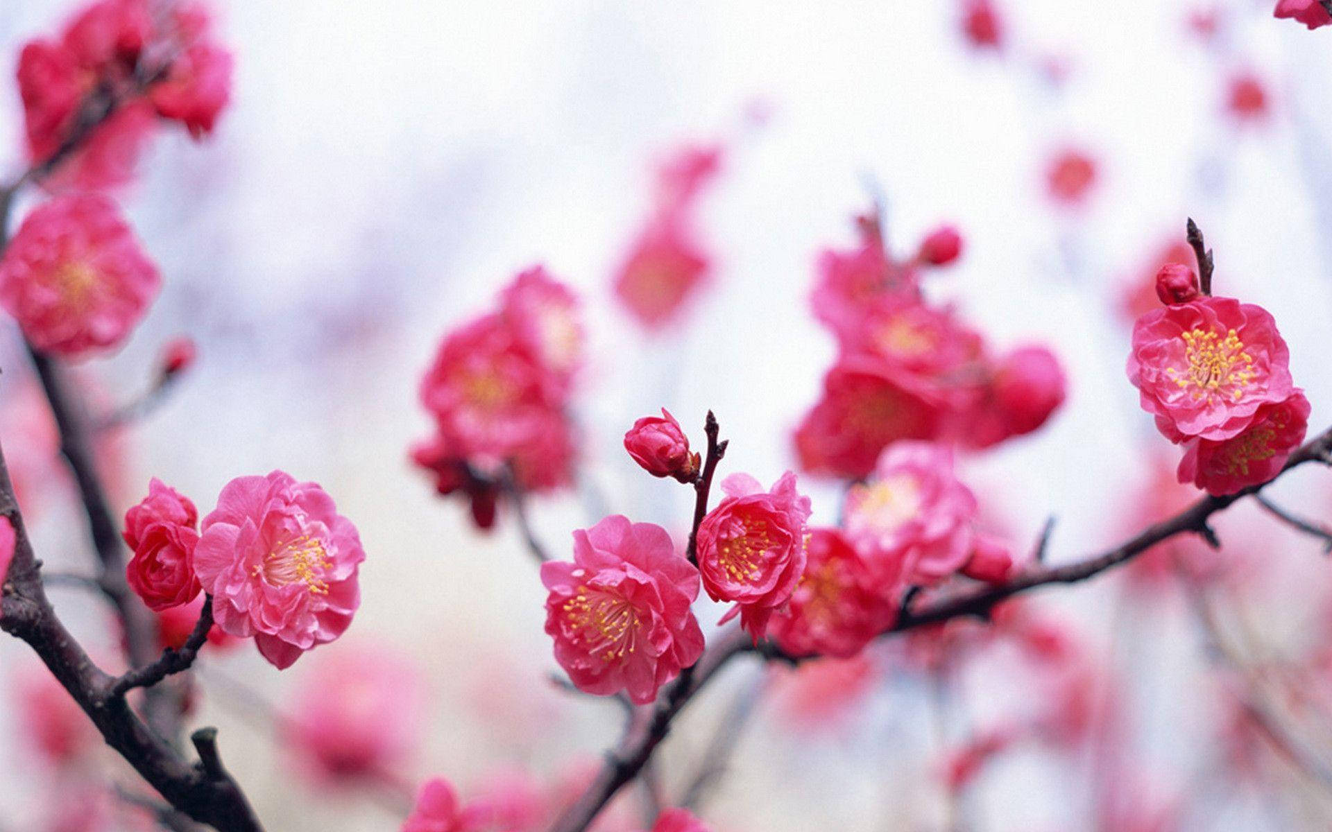pink flower, cherry blossoms, dark branches, Full HD Desktop Wallpaper