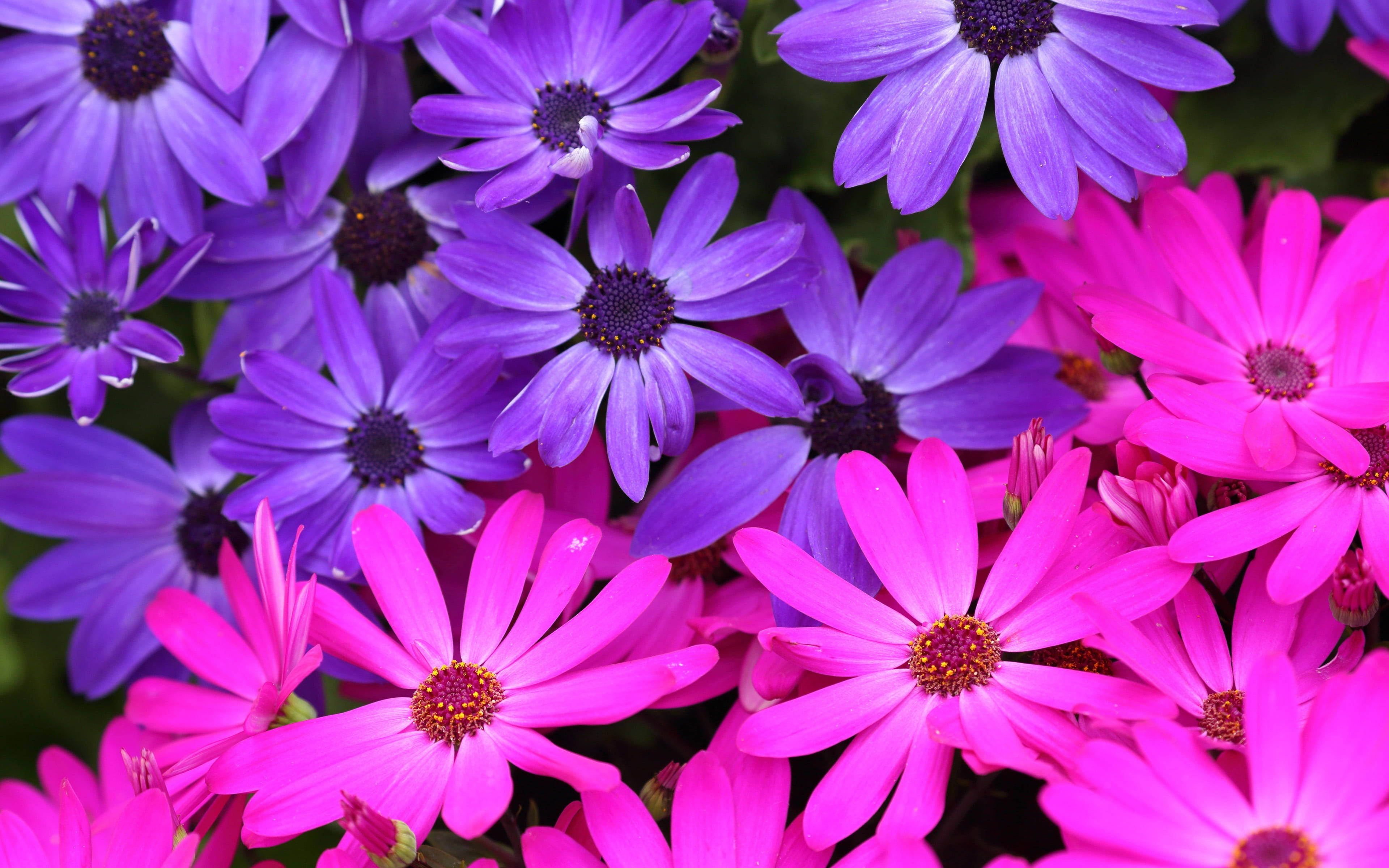 purple, pink, daisies, 4K Desktop Wallpaper
