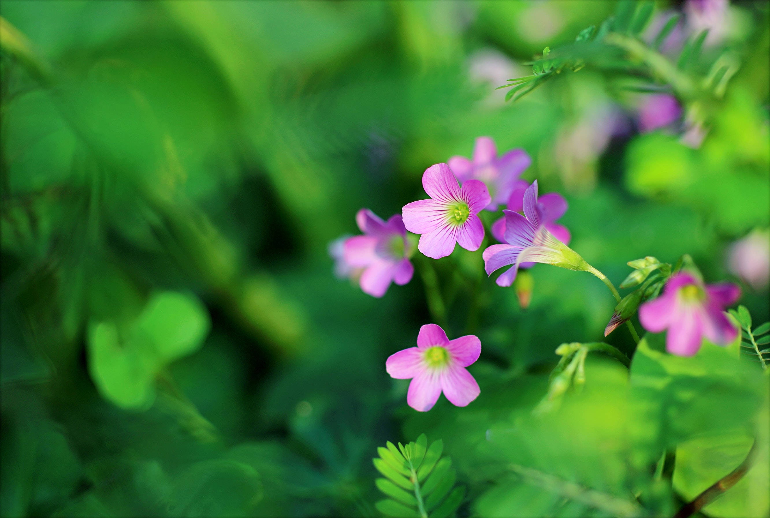pink woodsorrel flowers, vibrant pink, lush green foliage, 2K Desktop Wallpaper