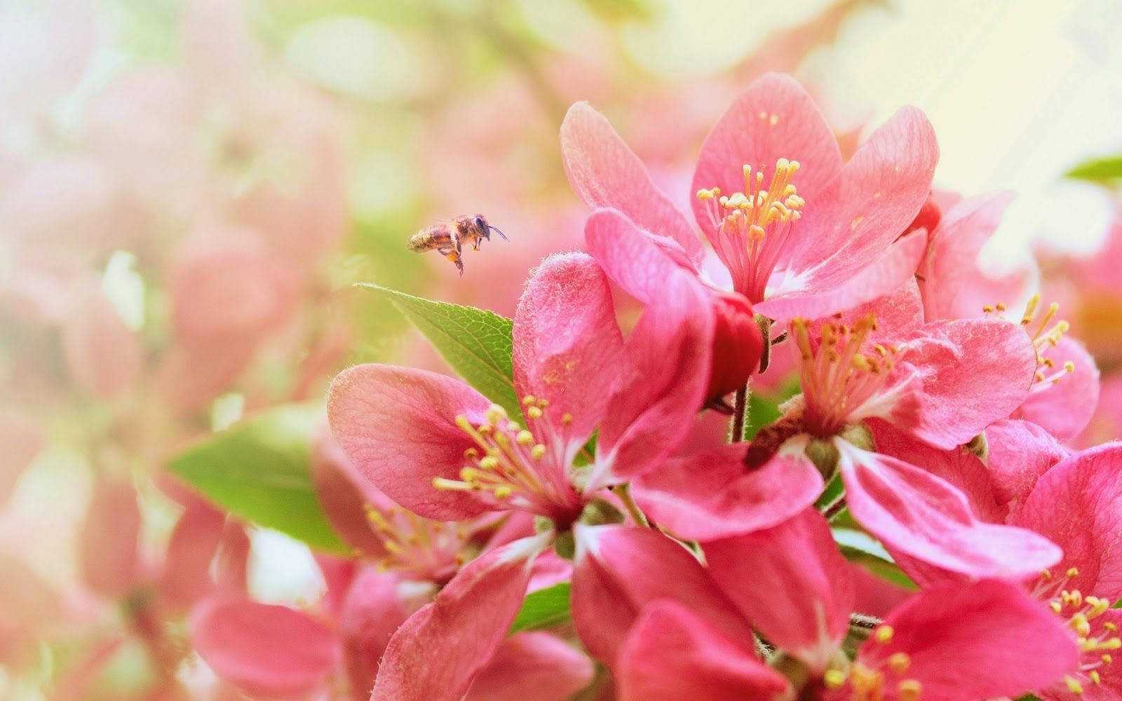 bee, vibrant pink blossoms, yellow stamens, HD Desktop Wallpaper
