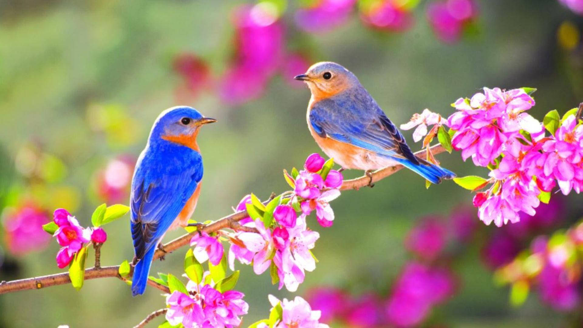 1920x1080, HD, bluebirds, Full HD Desktop Wallpaper