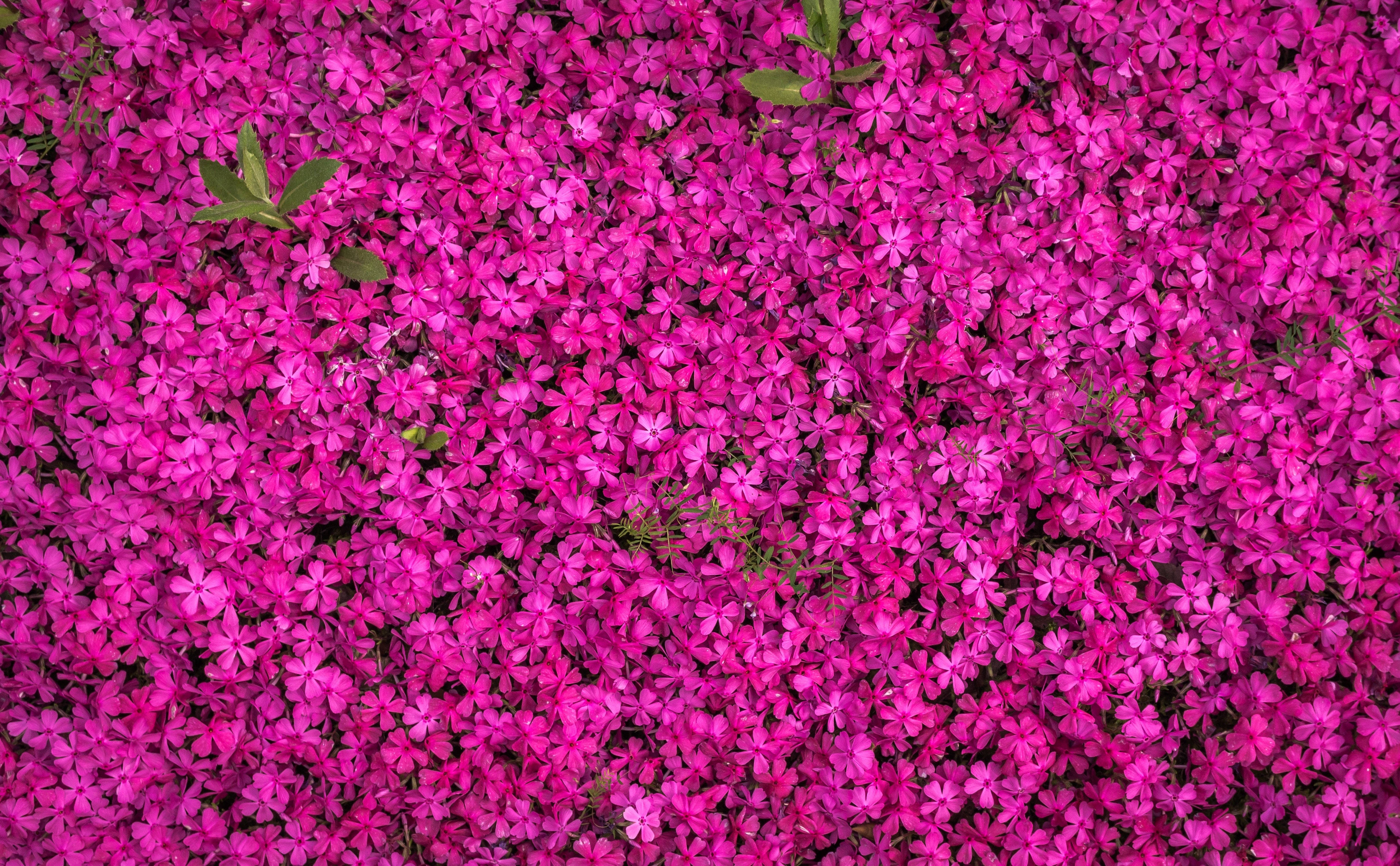 magenta flowers, green leaves, bright daylight, 4K Desktop Wallpaper