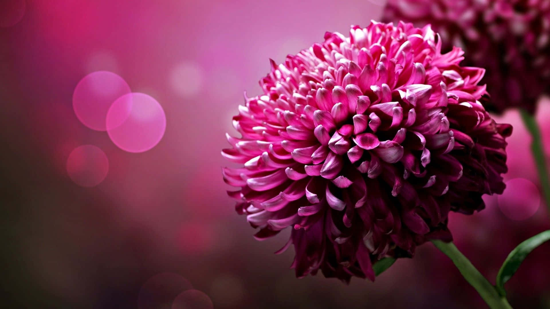 dark pink chrysanthemum, vibrant magenta chrysanthemum, dreamy pink bokeh lights, Full HD Desktop Wallpaper