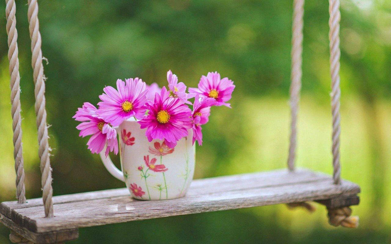 white floral mug, vibrant pink daisies, weathered wooden swing, HD Desktop Wallpaper