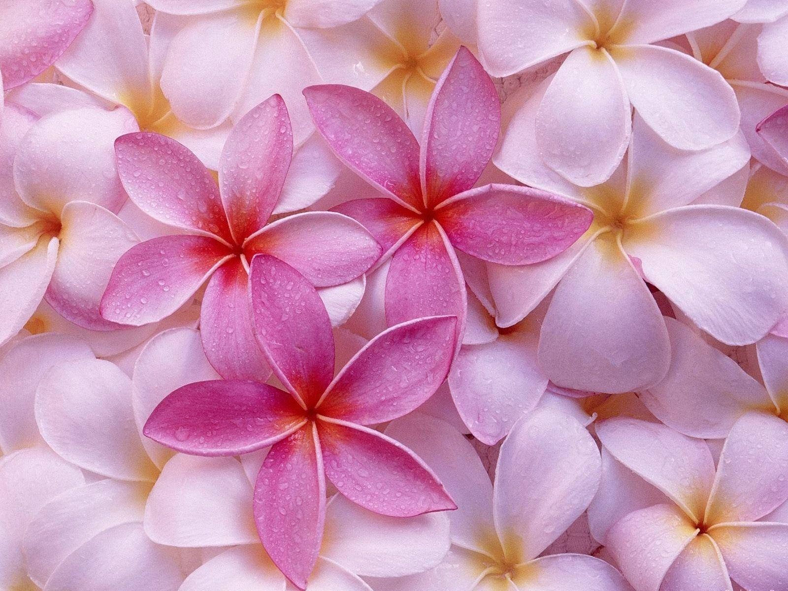 pink flower, white frangipani, dewdrops, HD Desktop Wallpaper