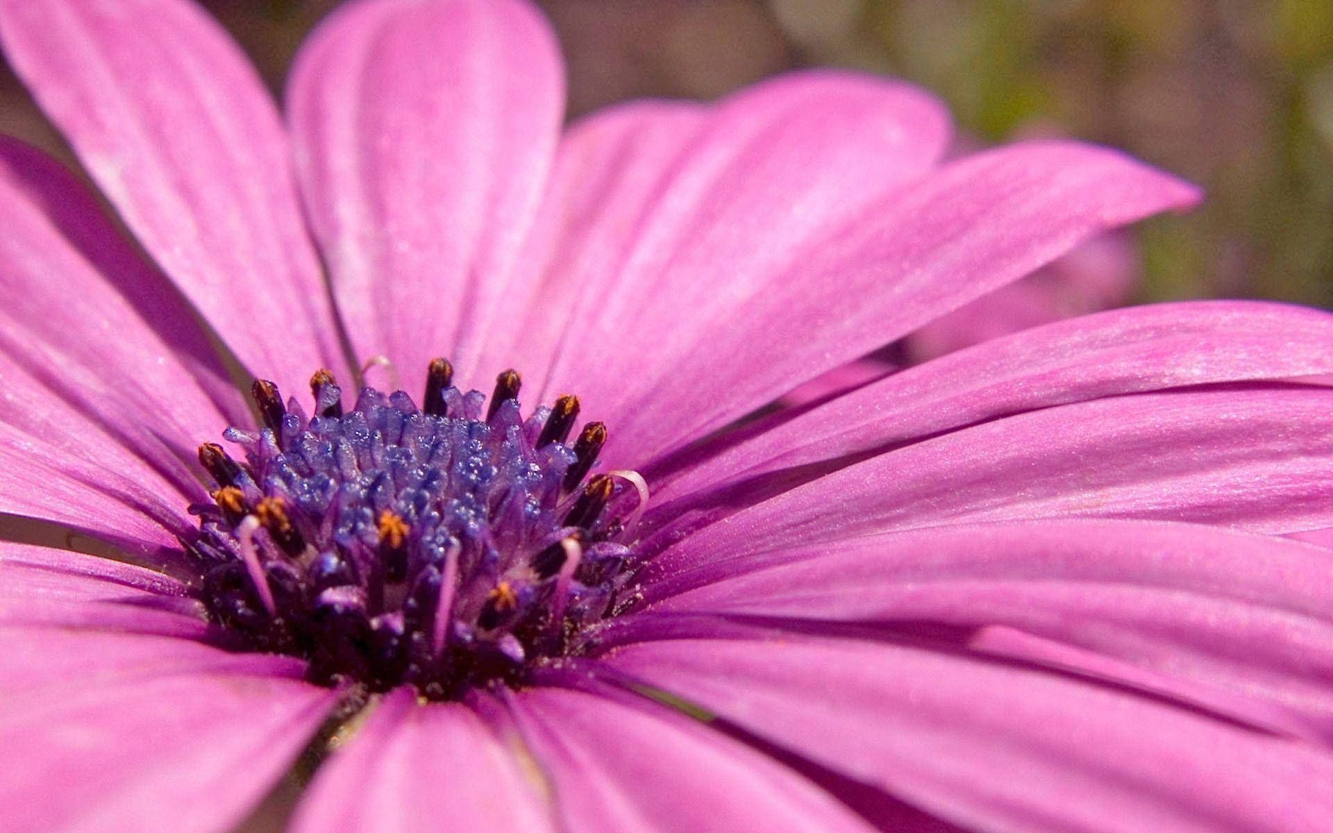 pink daisy, deep purple center, delicate petals, Full HD Desktop Wallpaper