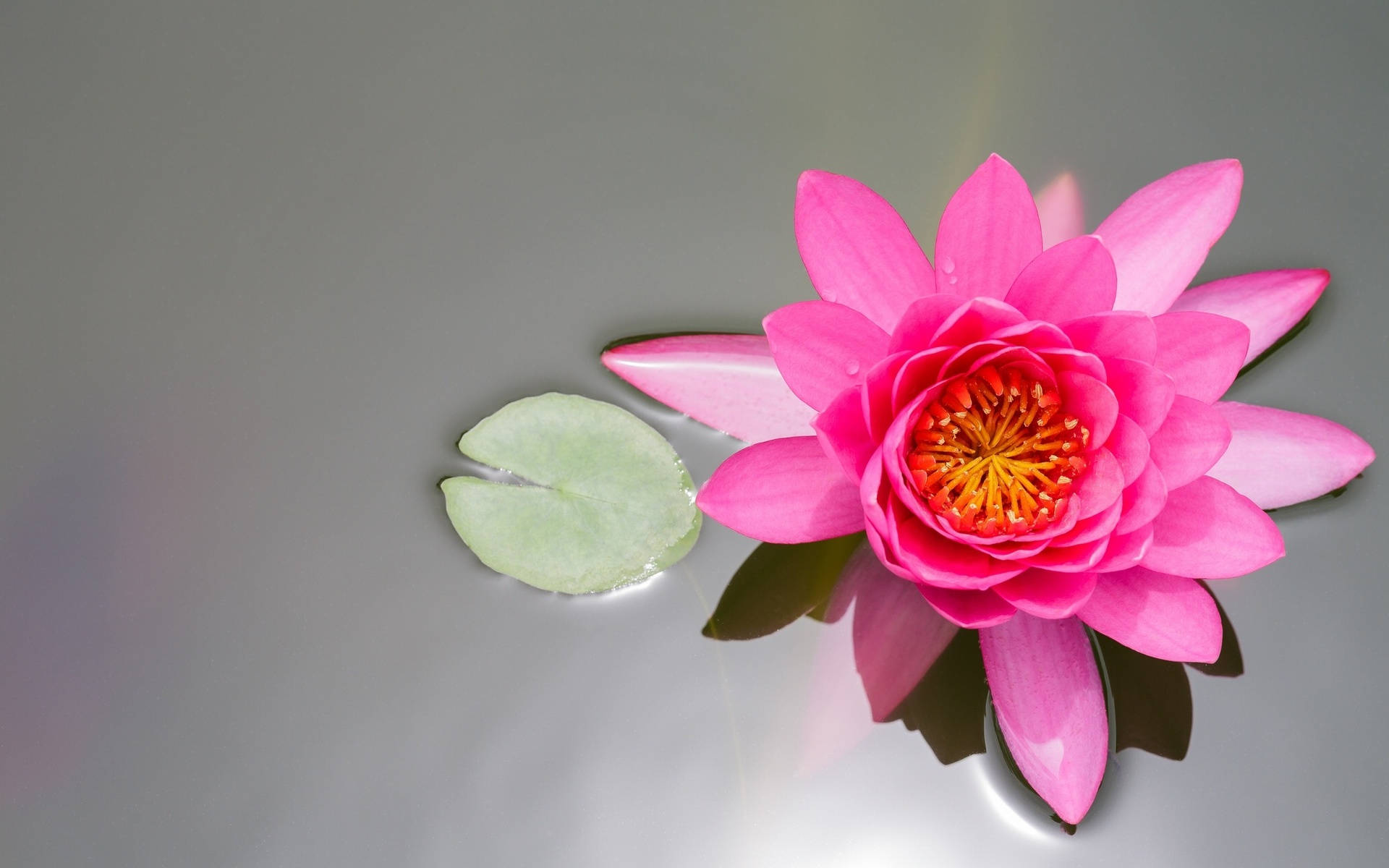 pink water lily, orange center, calm gray water, Full HD Desktop Wallpaper