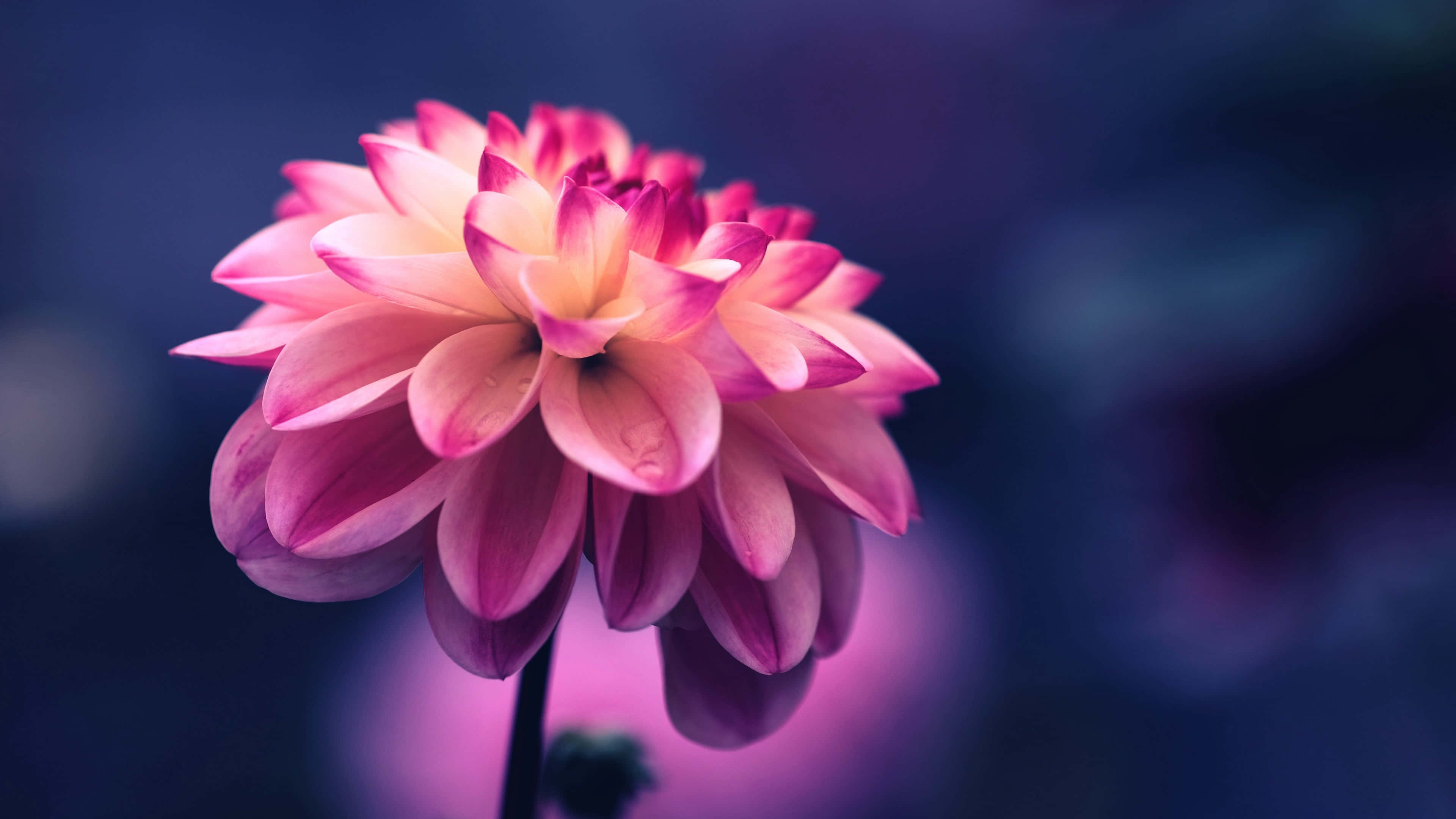 pink dahlia, layered petals, dreamy purple bokeh background, 4K Desktop Wallpaper
