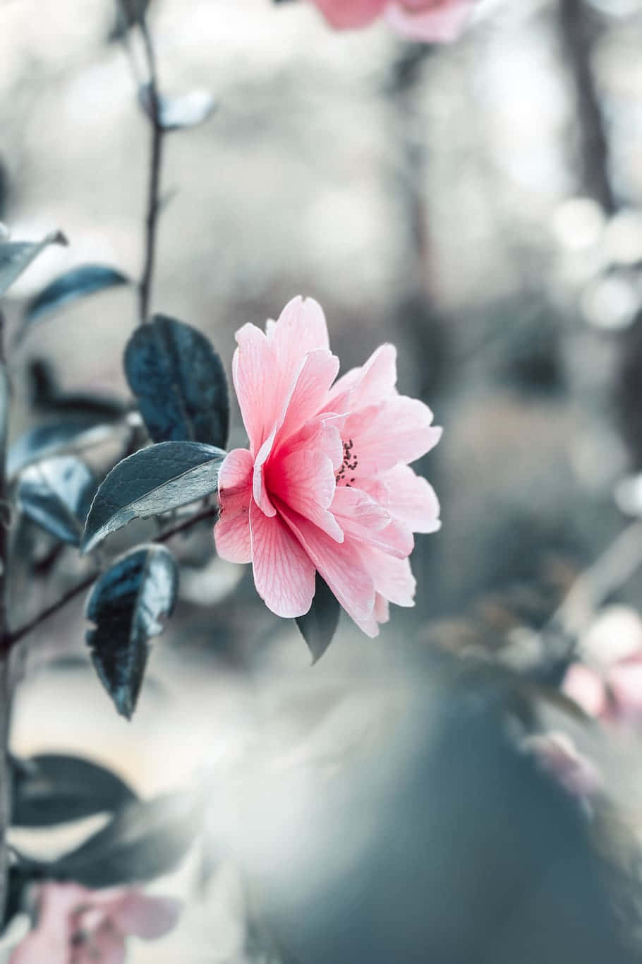 pink camellia, blurred garden backdrop, dark green leaves, HD Phone Wallpaper