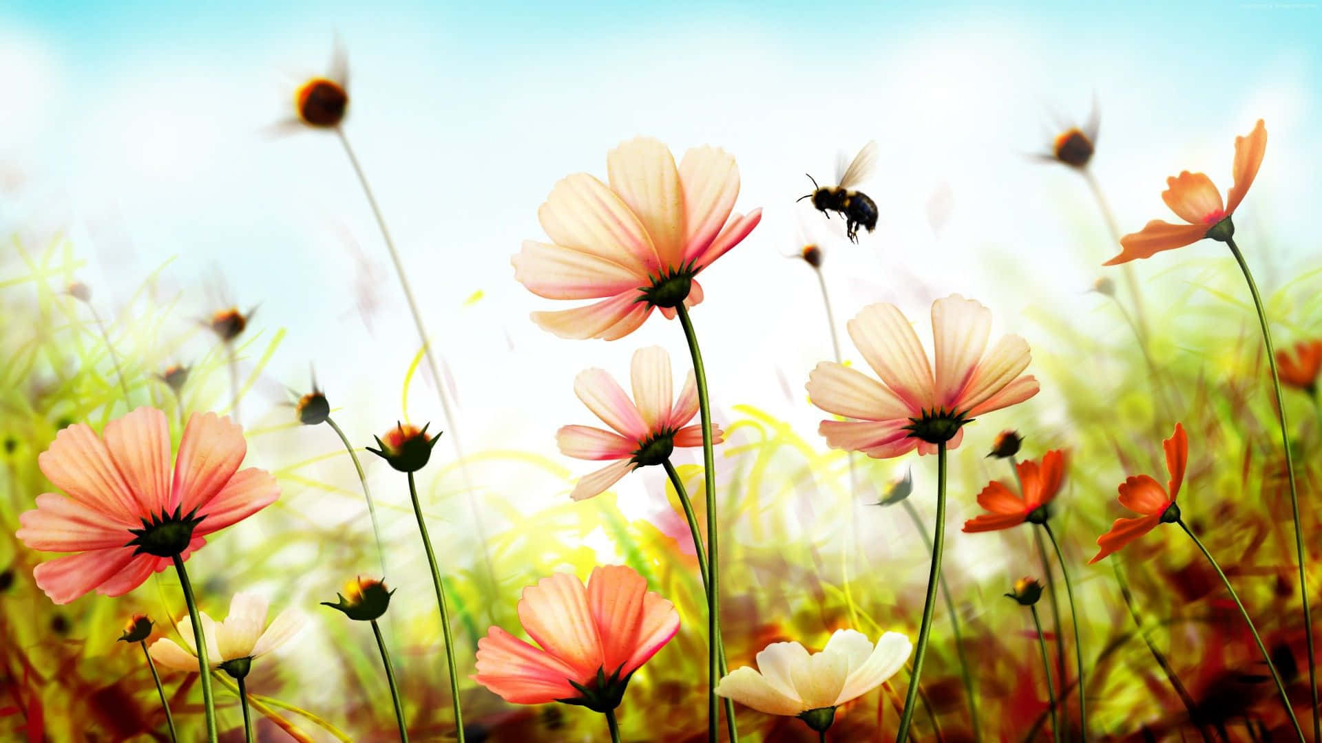 1920 x 1080, cosmos flowers, pink, Full HD Desktop Wallpaper