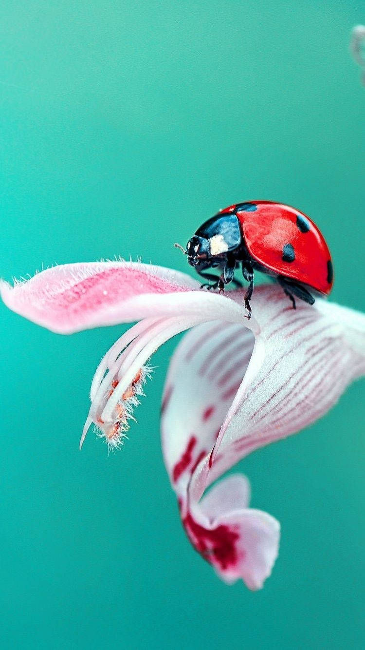 ladybug, pink flower, teal background, HD Phone Wallpaper