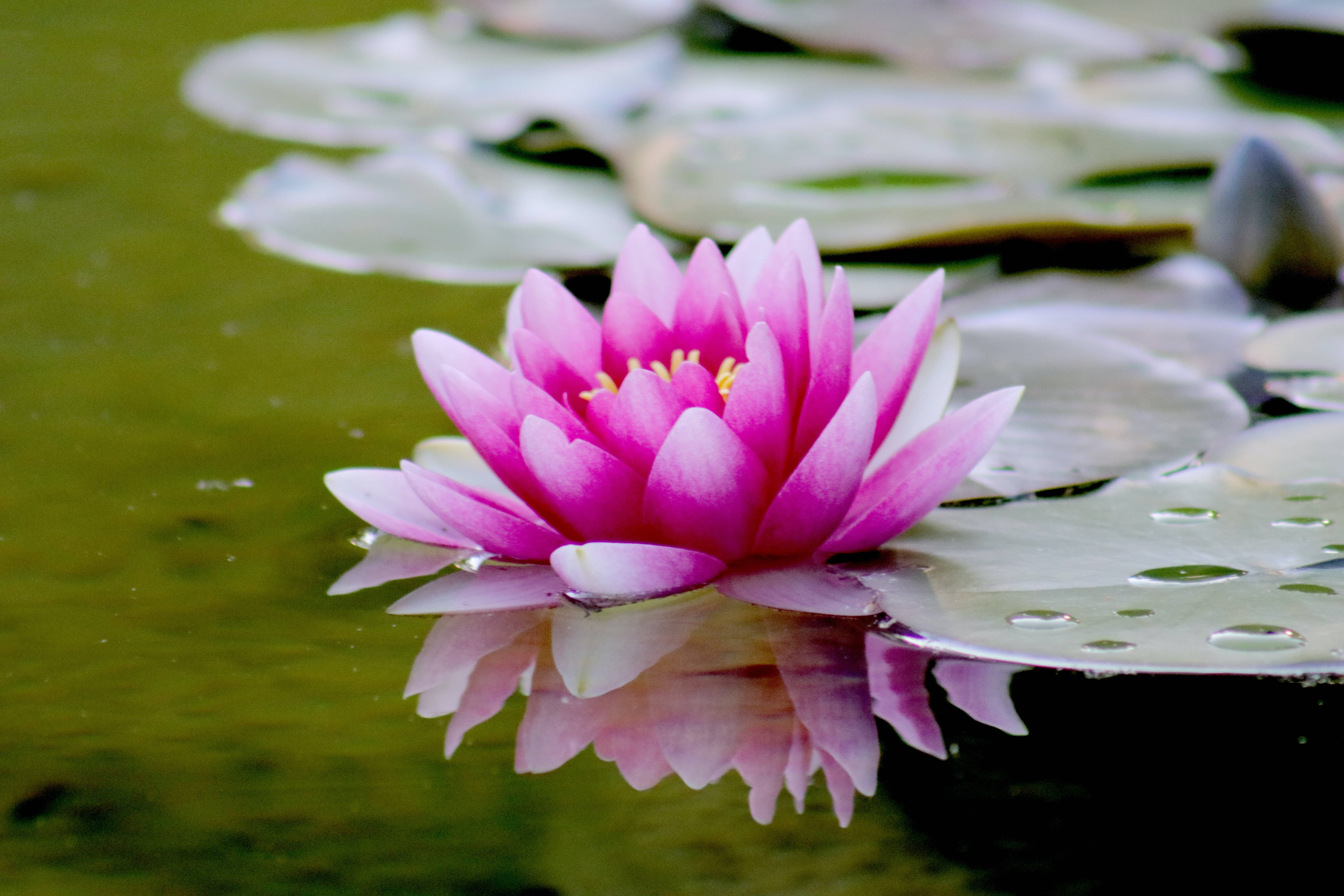 pink water lily, calm pond, green lily pads, 5K Desktop Wallpaper