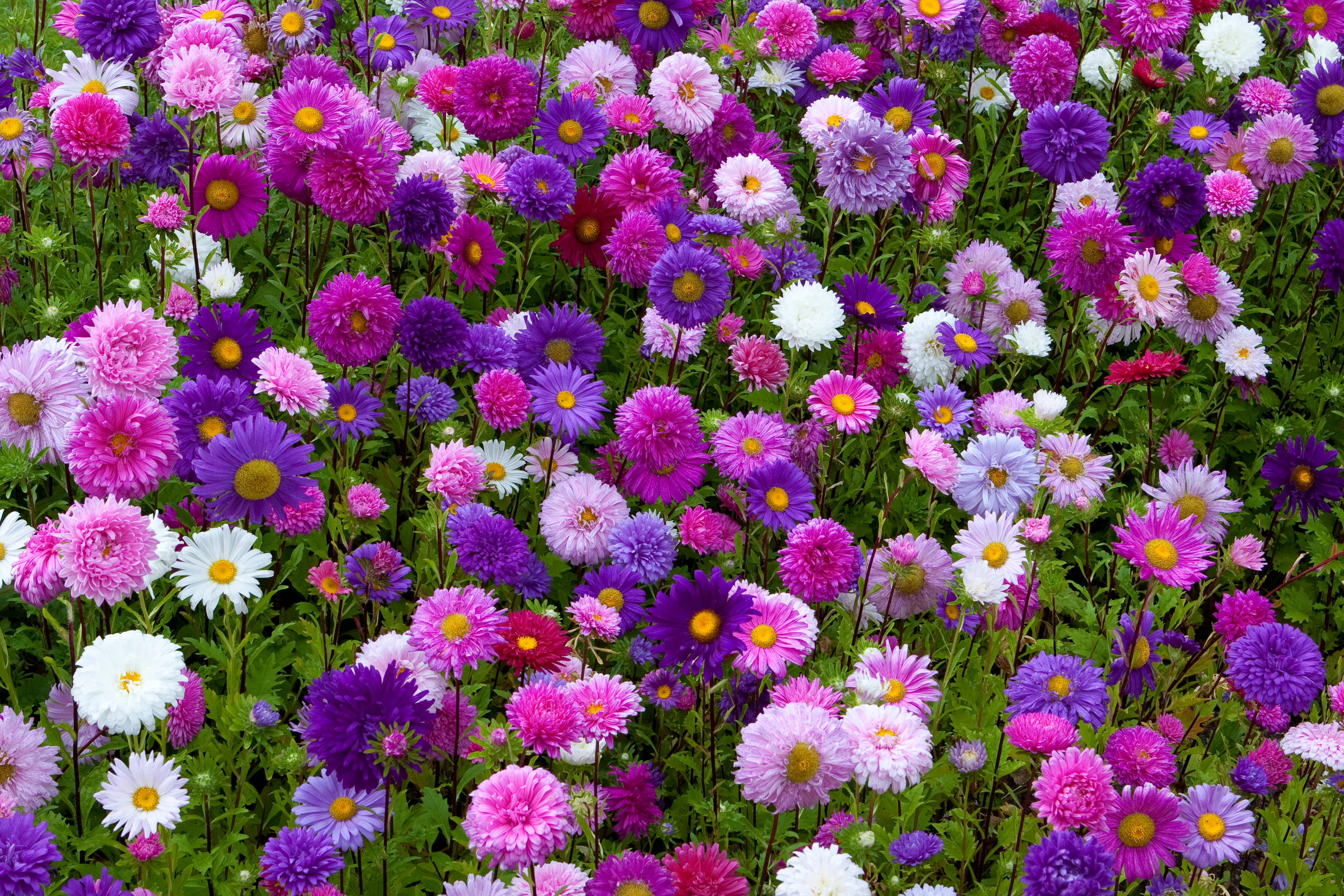 purple pink and white daisies, yellow centers, lush green foliage, 2K Desktop Wallpaper