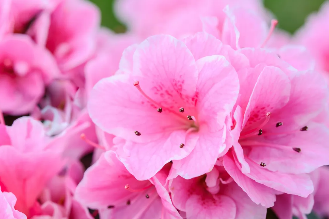 Pink Flowers Aesthetic
