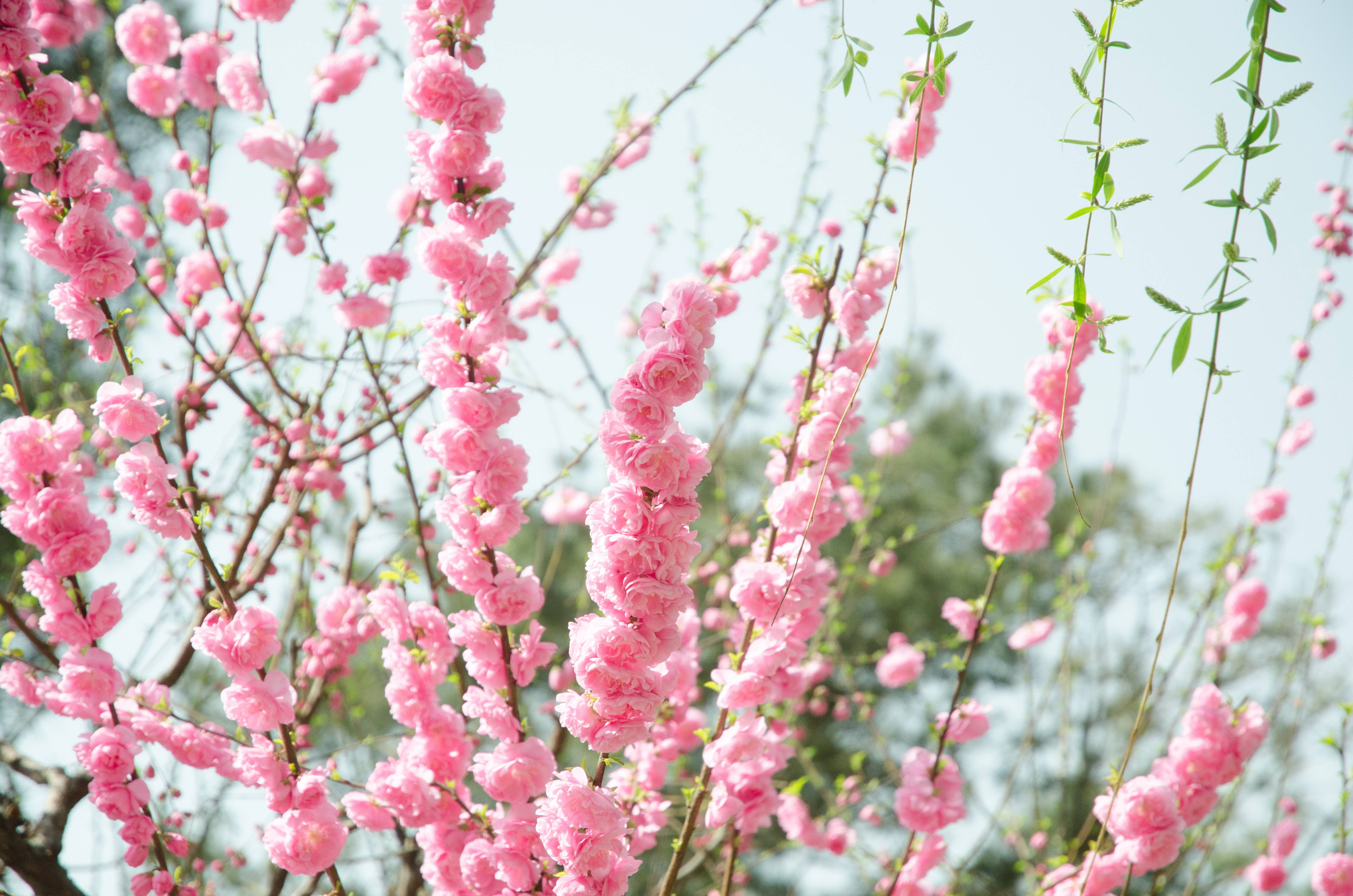 Pink Flowers Aesthetic, pink cherry blossoms, slender branches, 4K Desktop Wallpaper